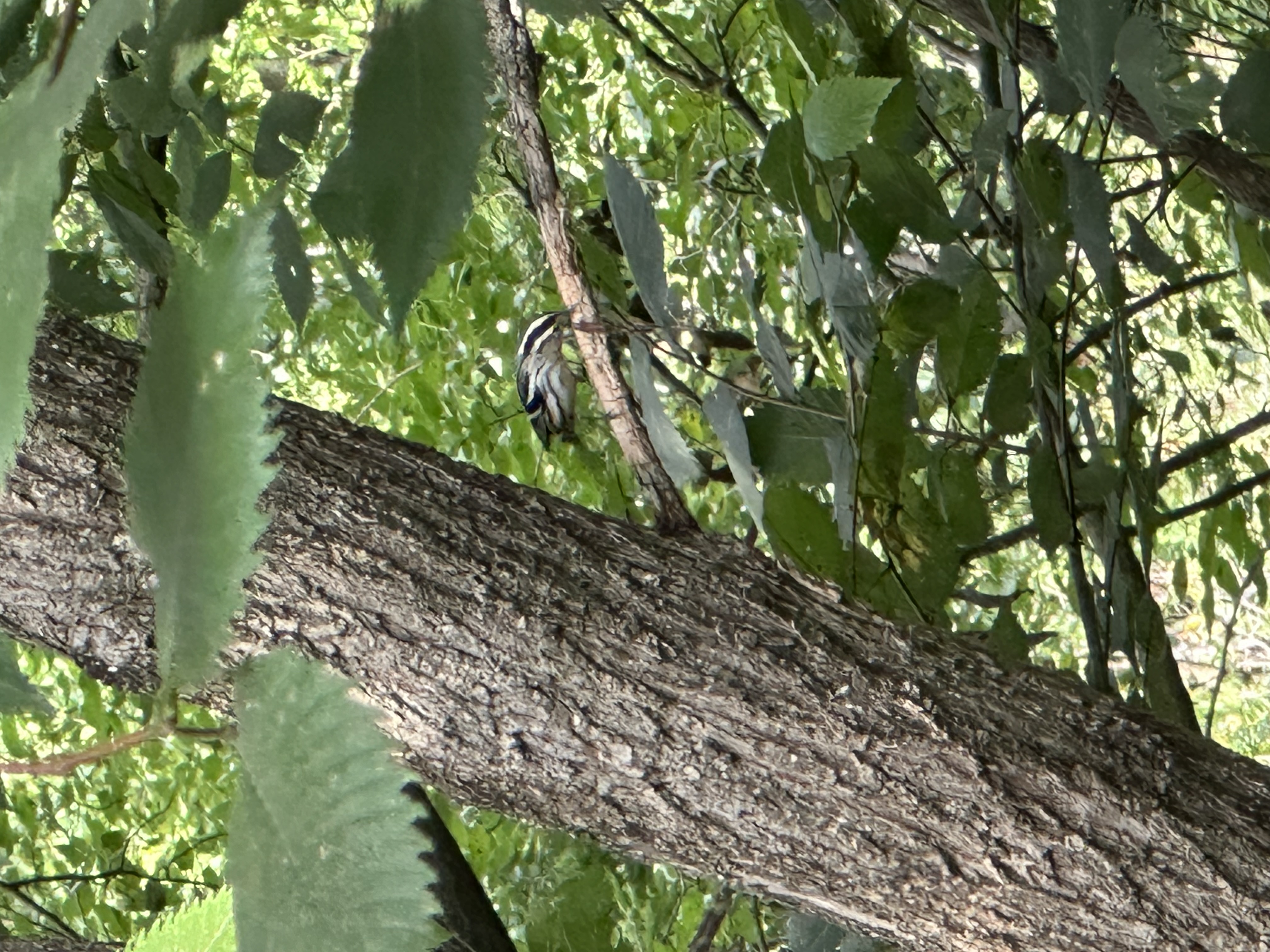 White-breasted Nuthatch