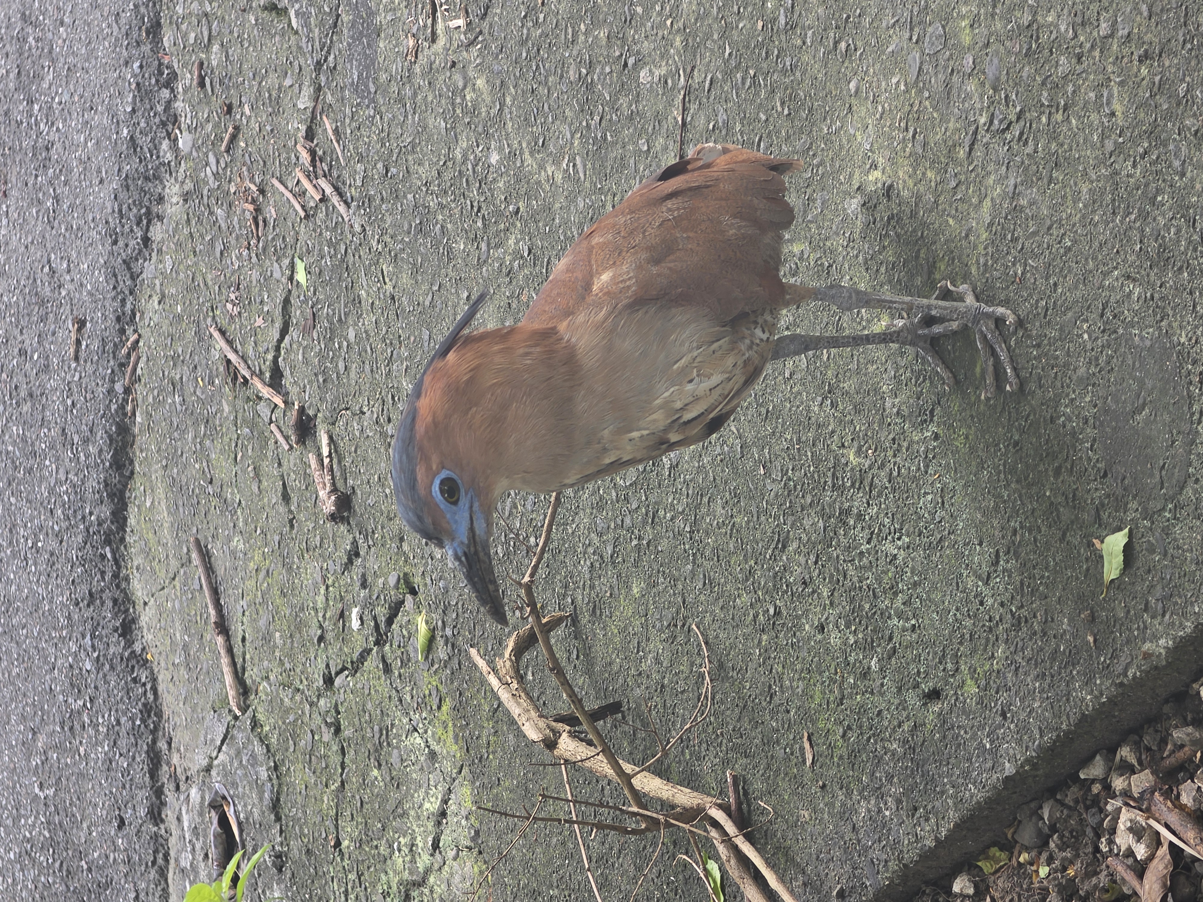 Recent bird photo