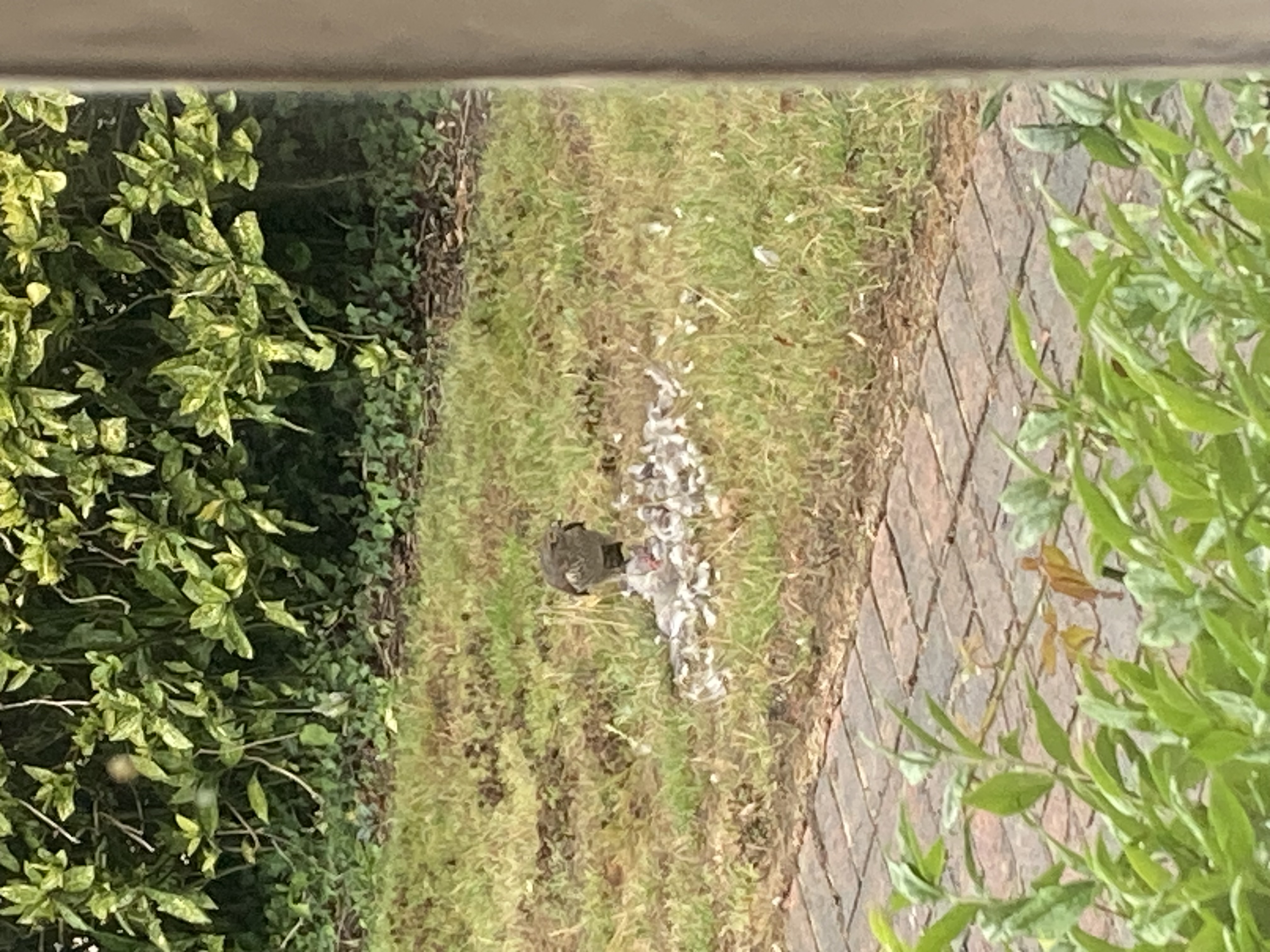 Recent bird photo