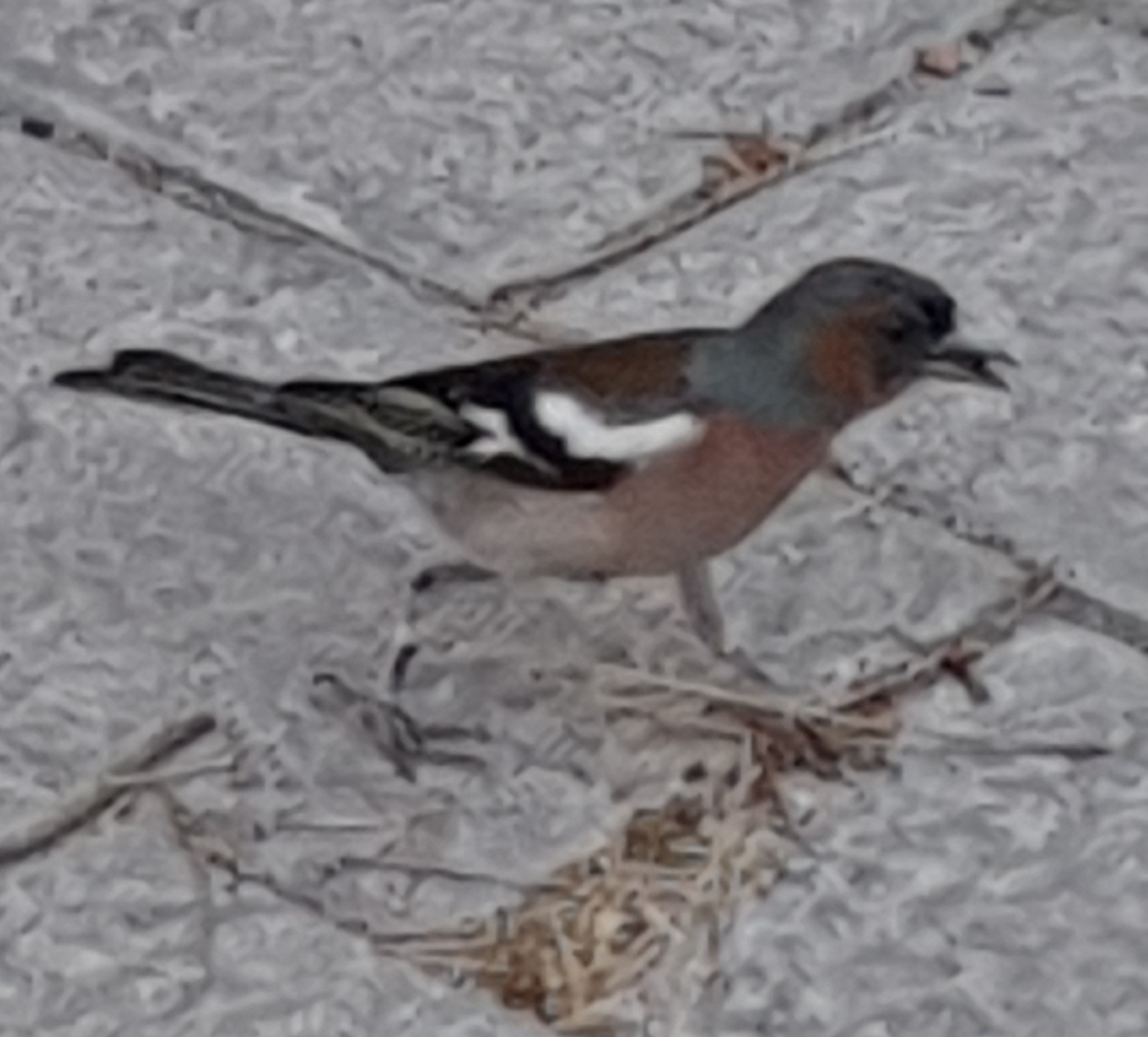 Recent bird photo