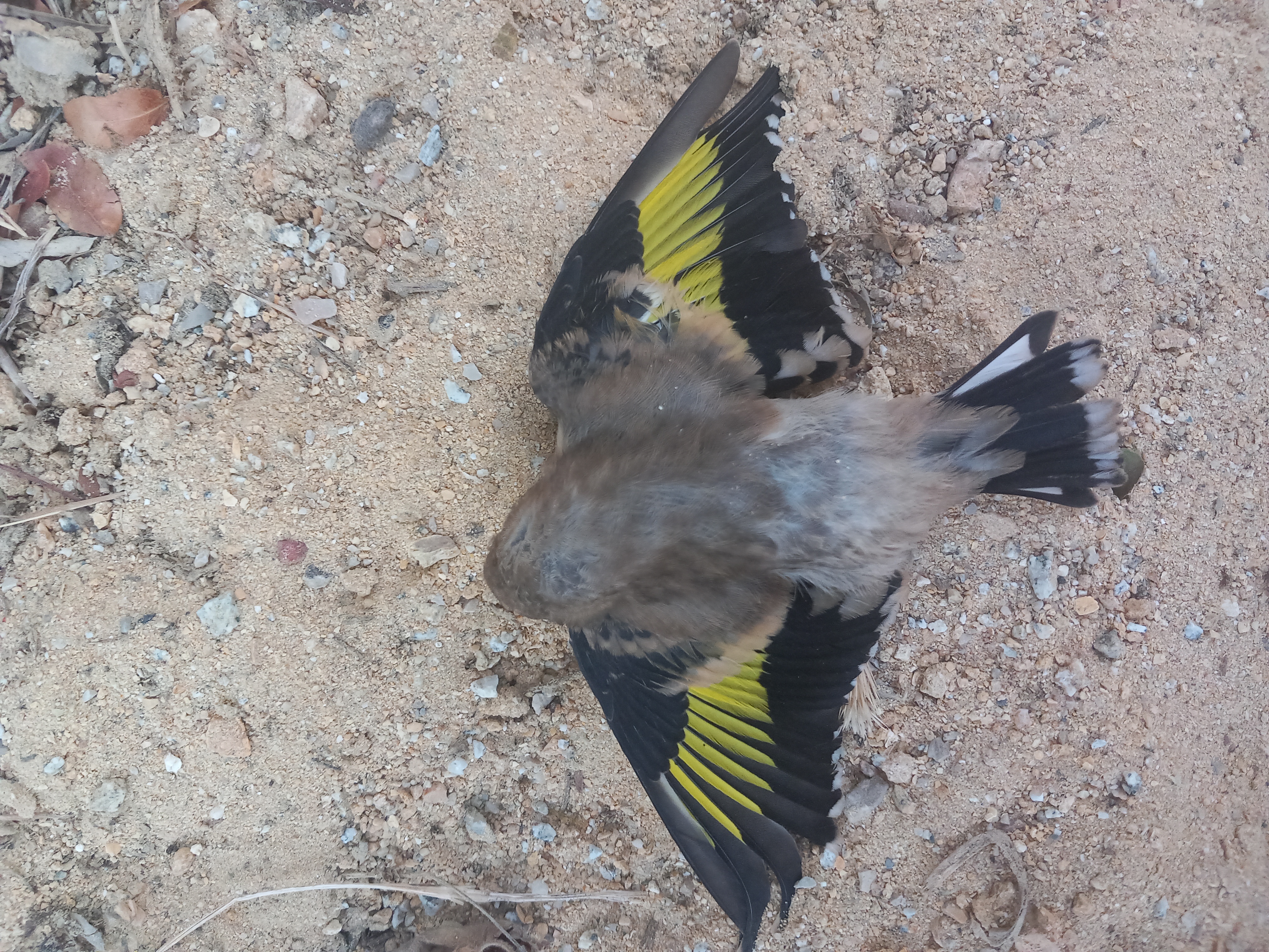 Recent bird photo