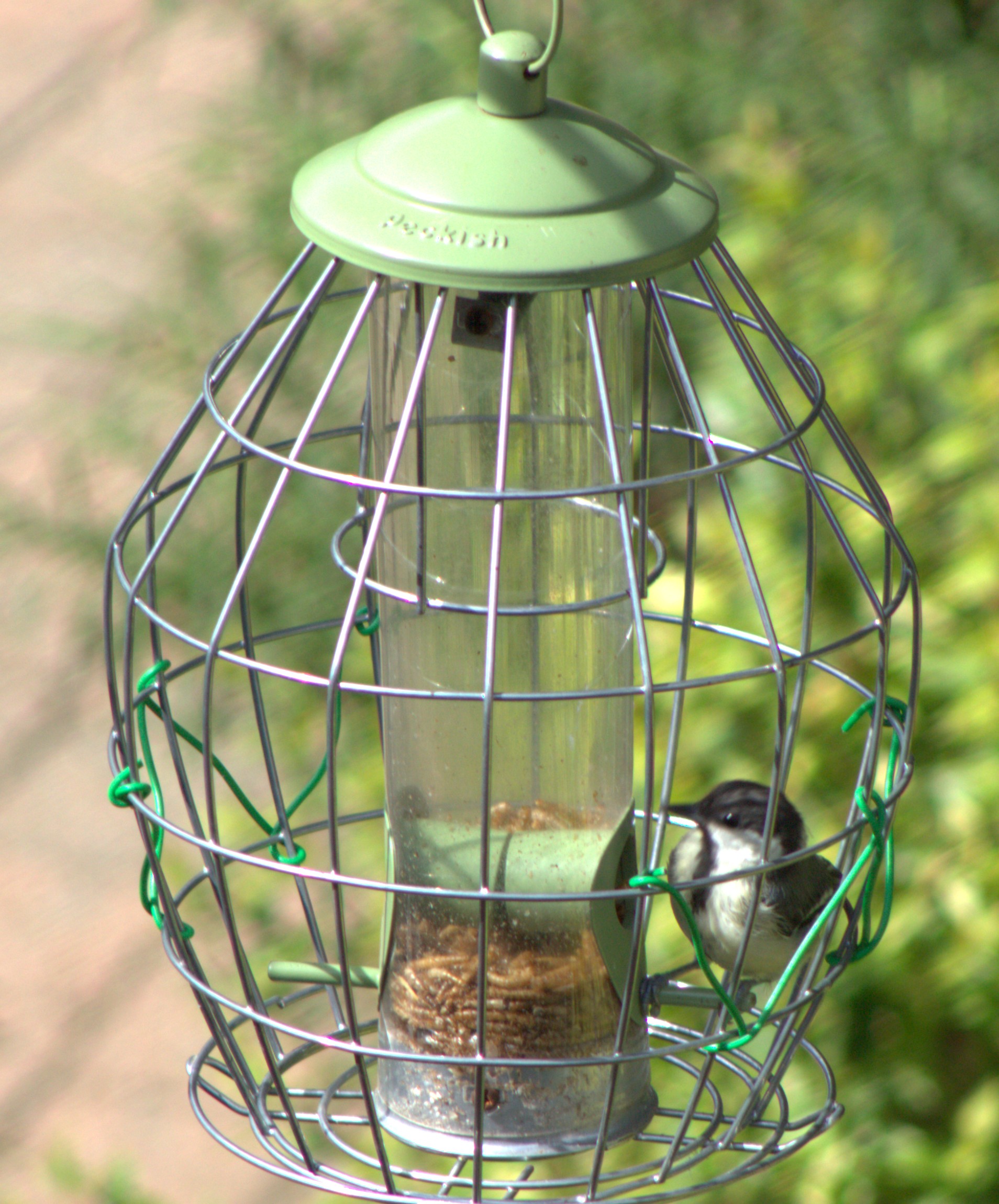最近認識された鳥の写真