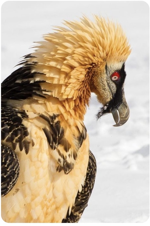 Recent bird photo