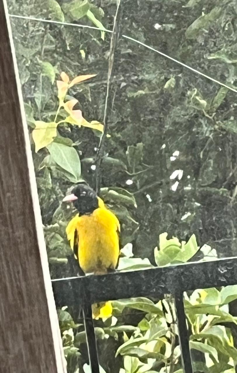 Streak-backed Oriole