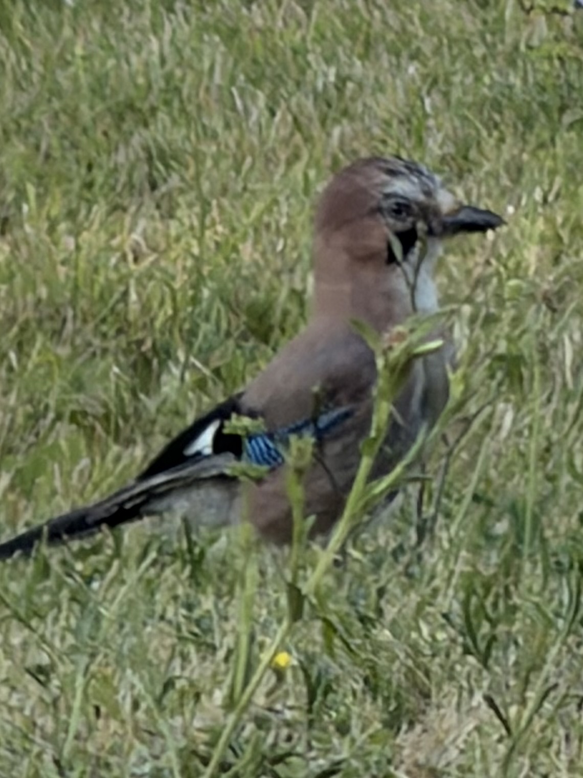 Recent bird photo