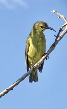 最近認識された鳥の写真