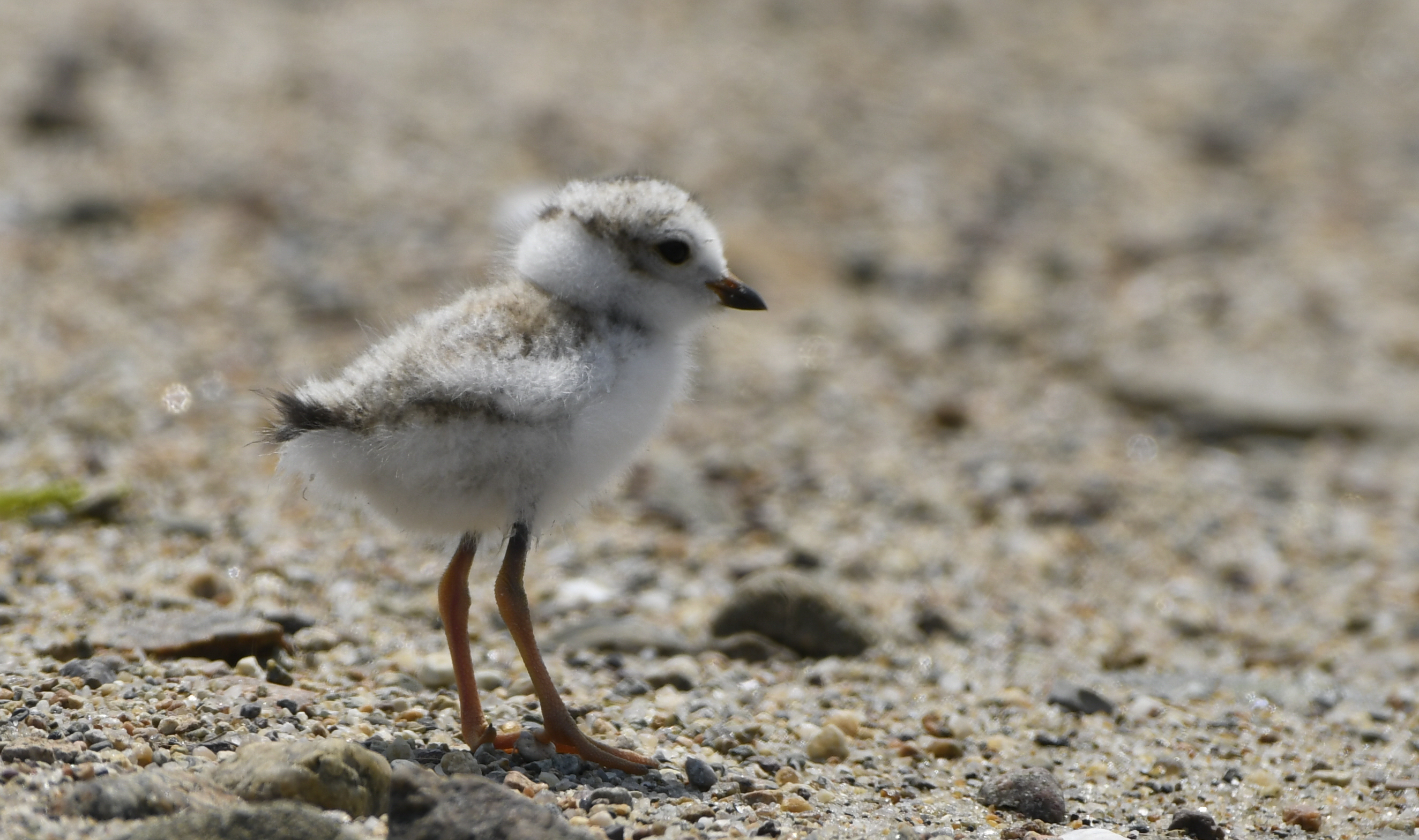 Piping Plover