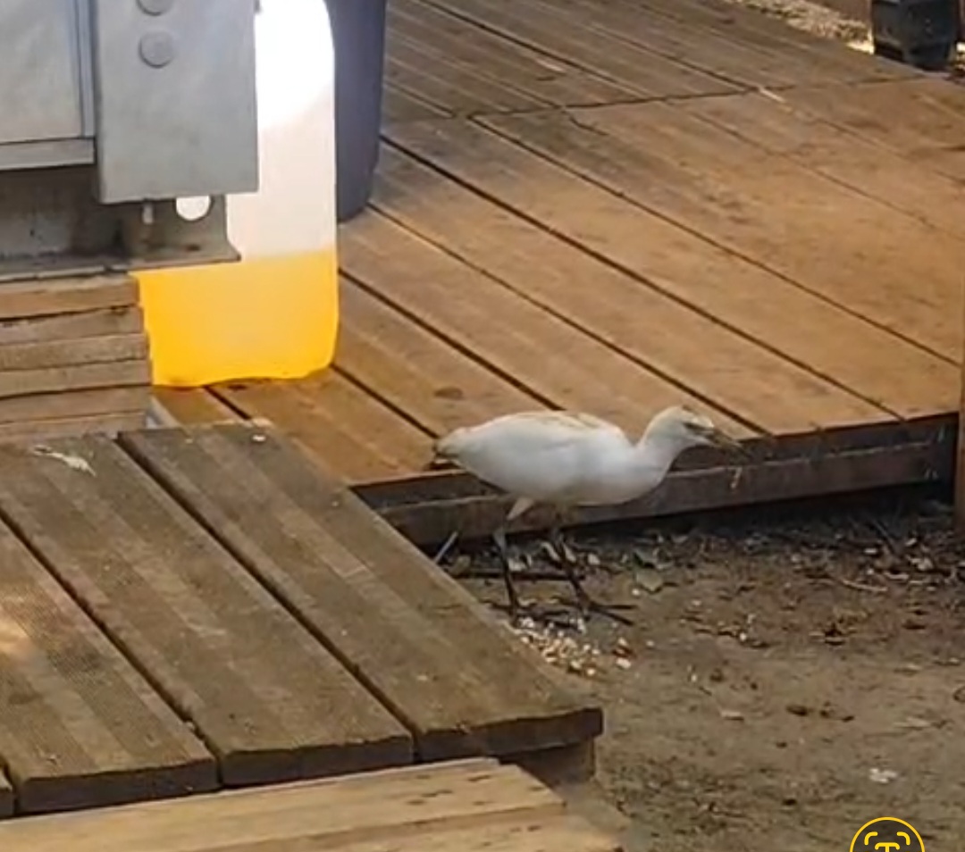 最近認識された鳥の写真