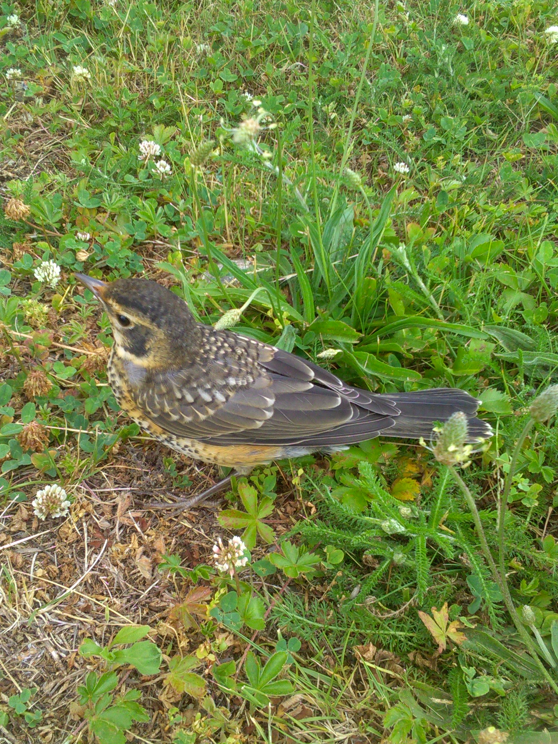 最近認識された鳥の写真