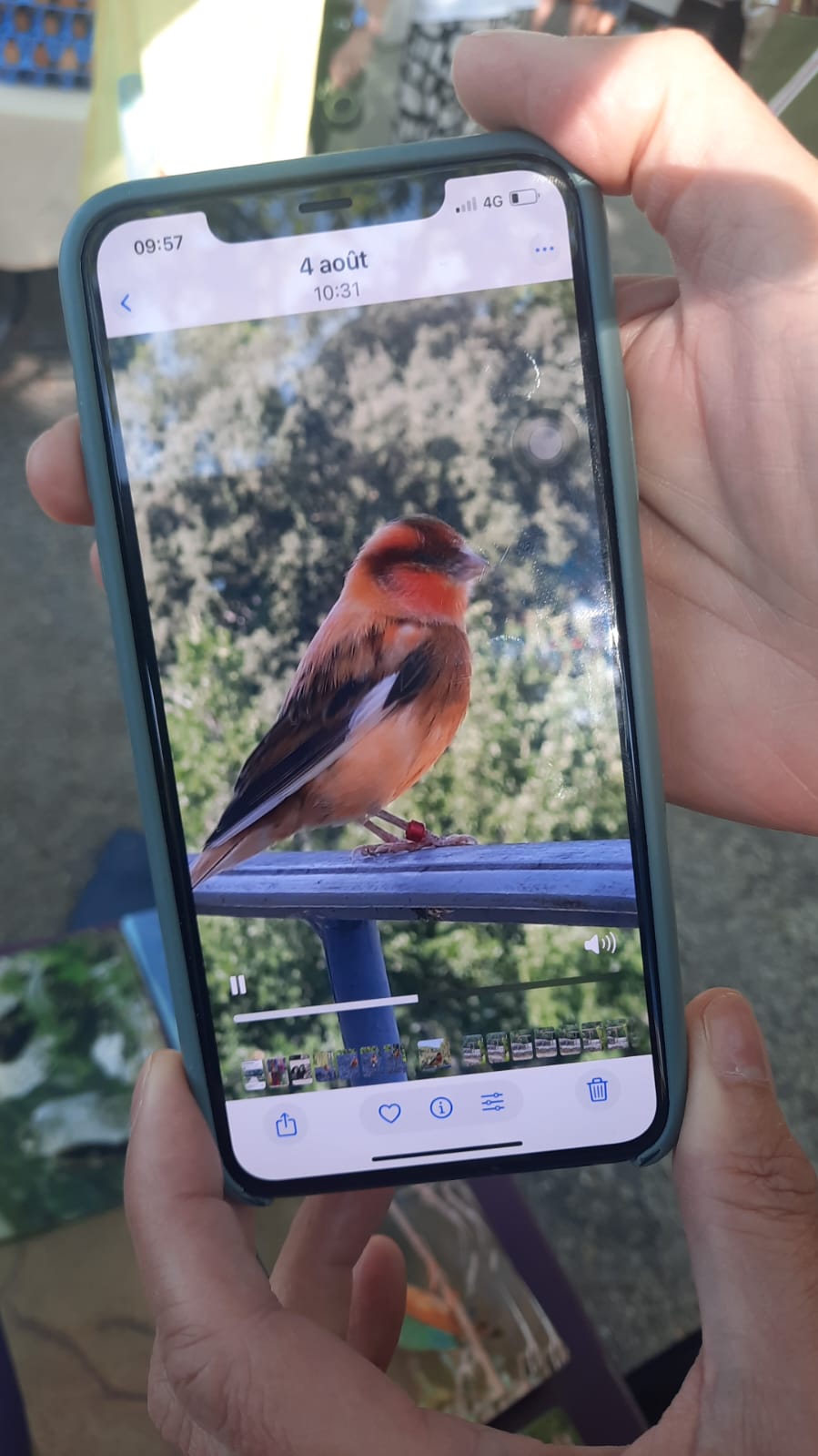 Recent bird photo