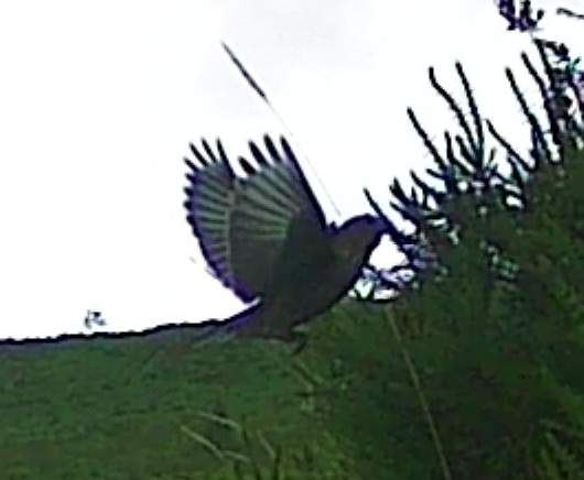 Recent bird photo