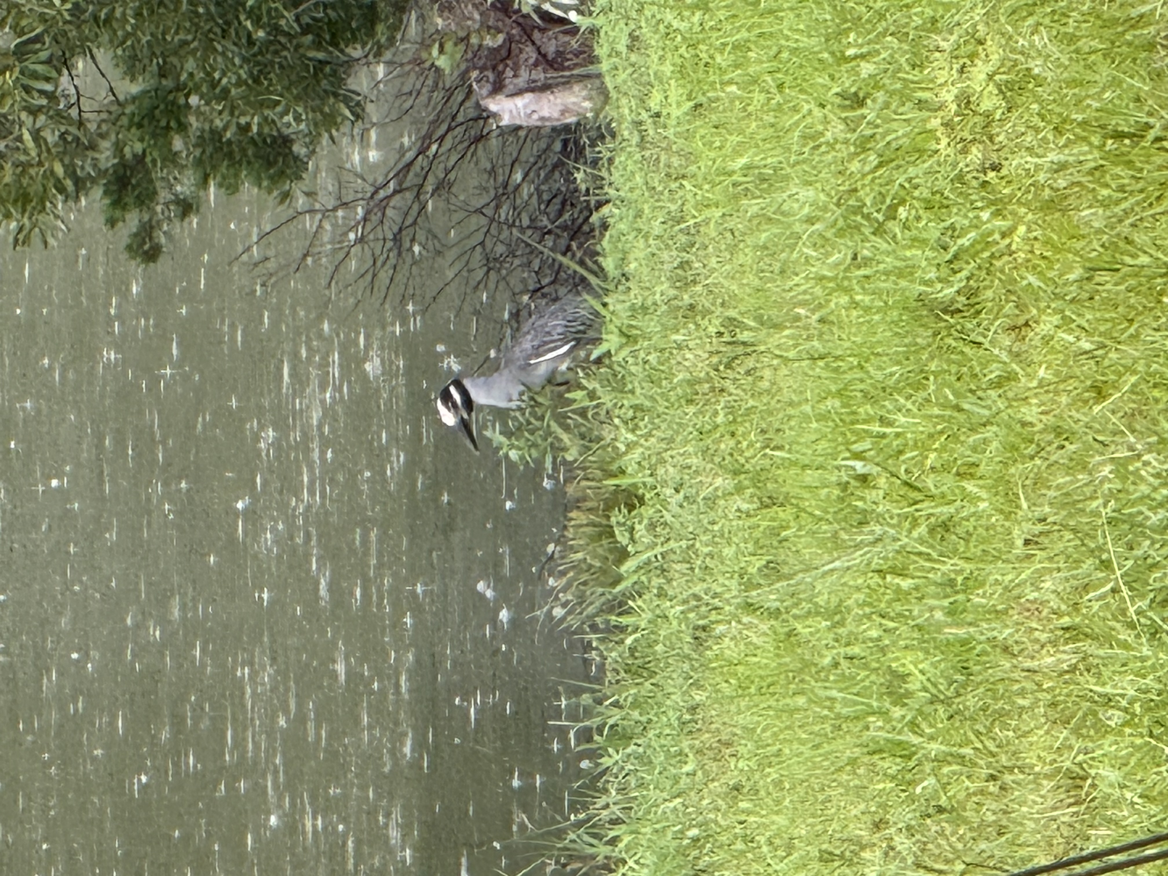 Belted Kingfisher