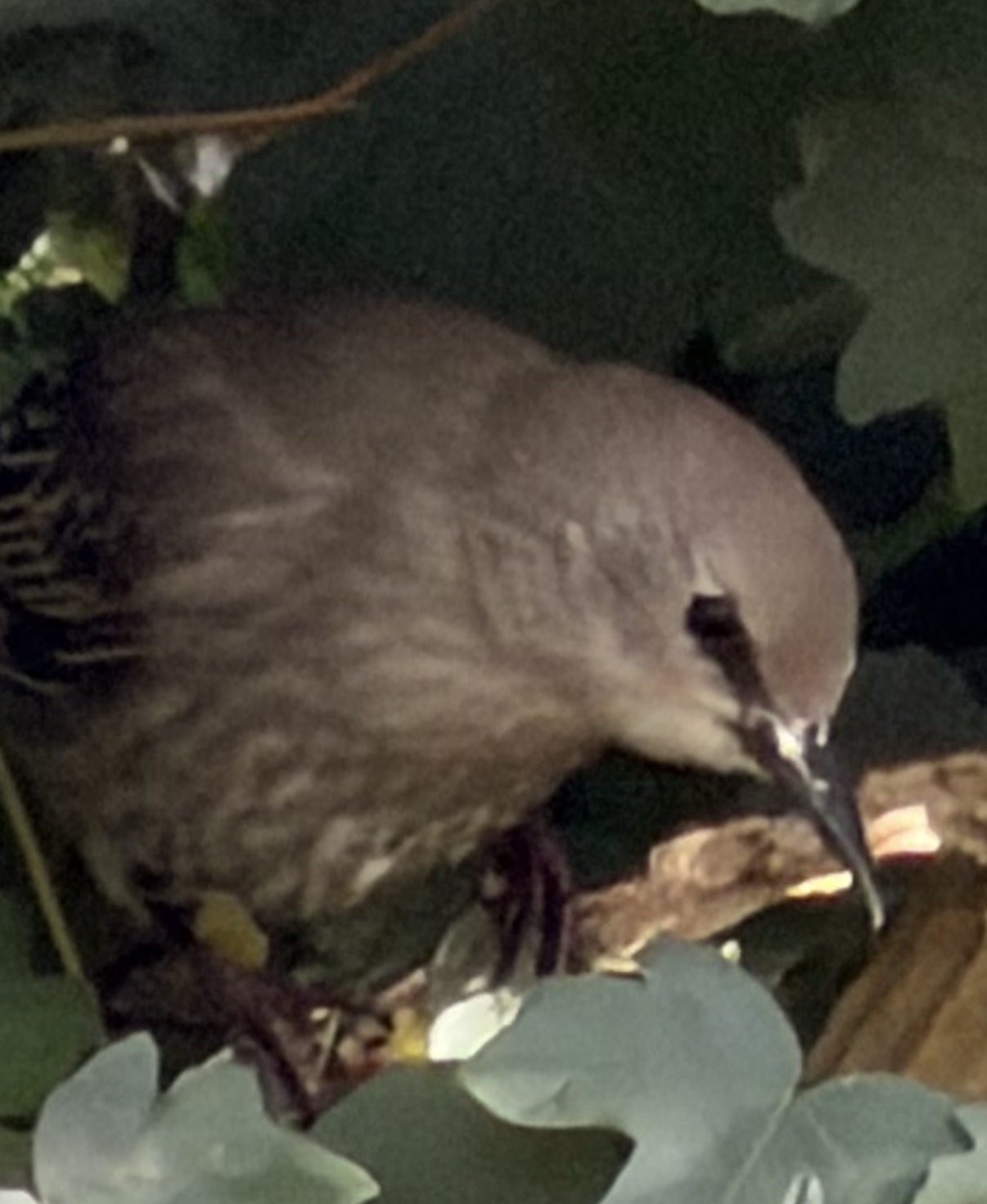 最近認識された鳥の写真