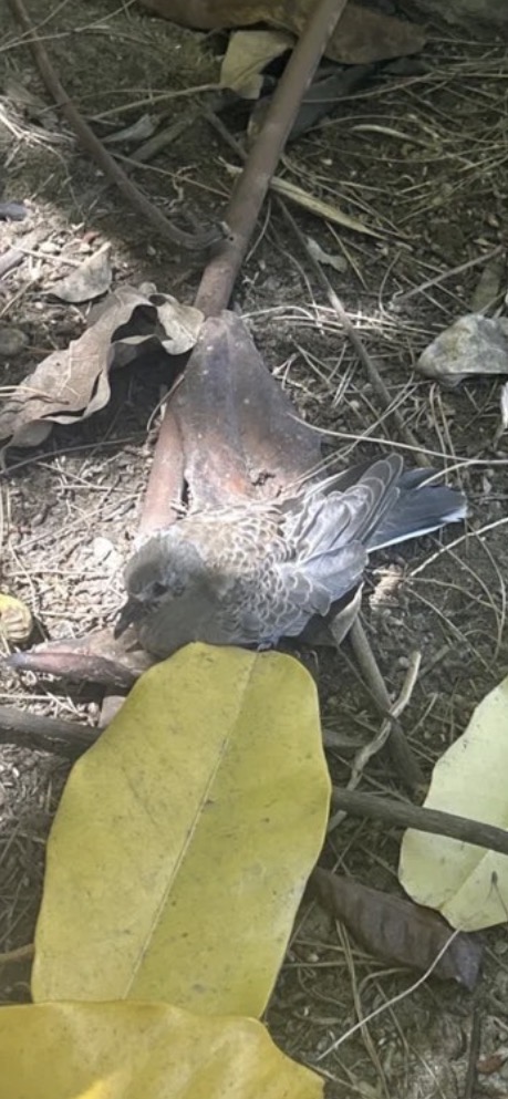 Recent bird photo
