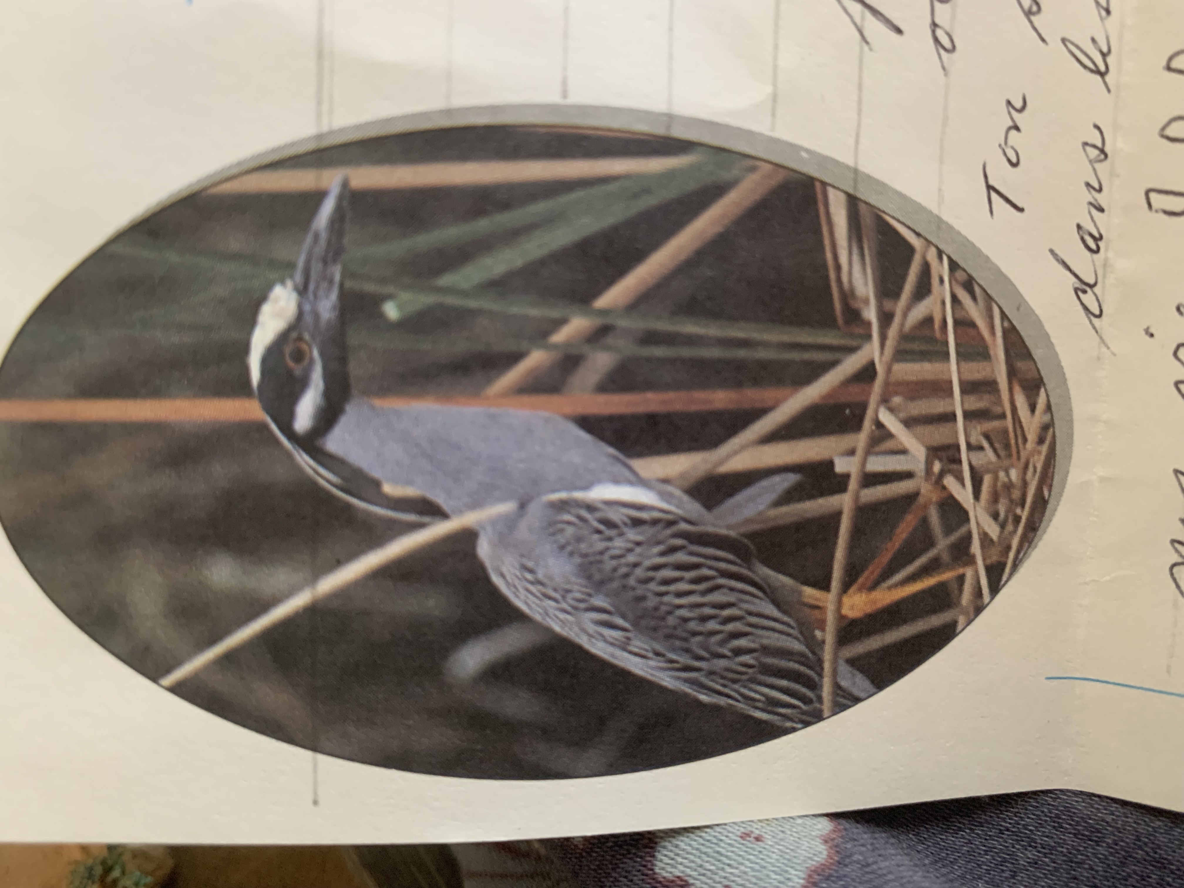 Recent bird photo