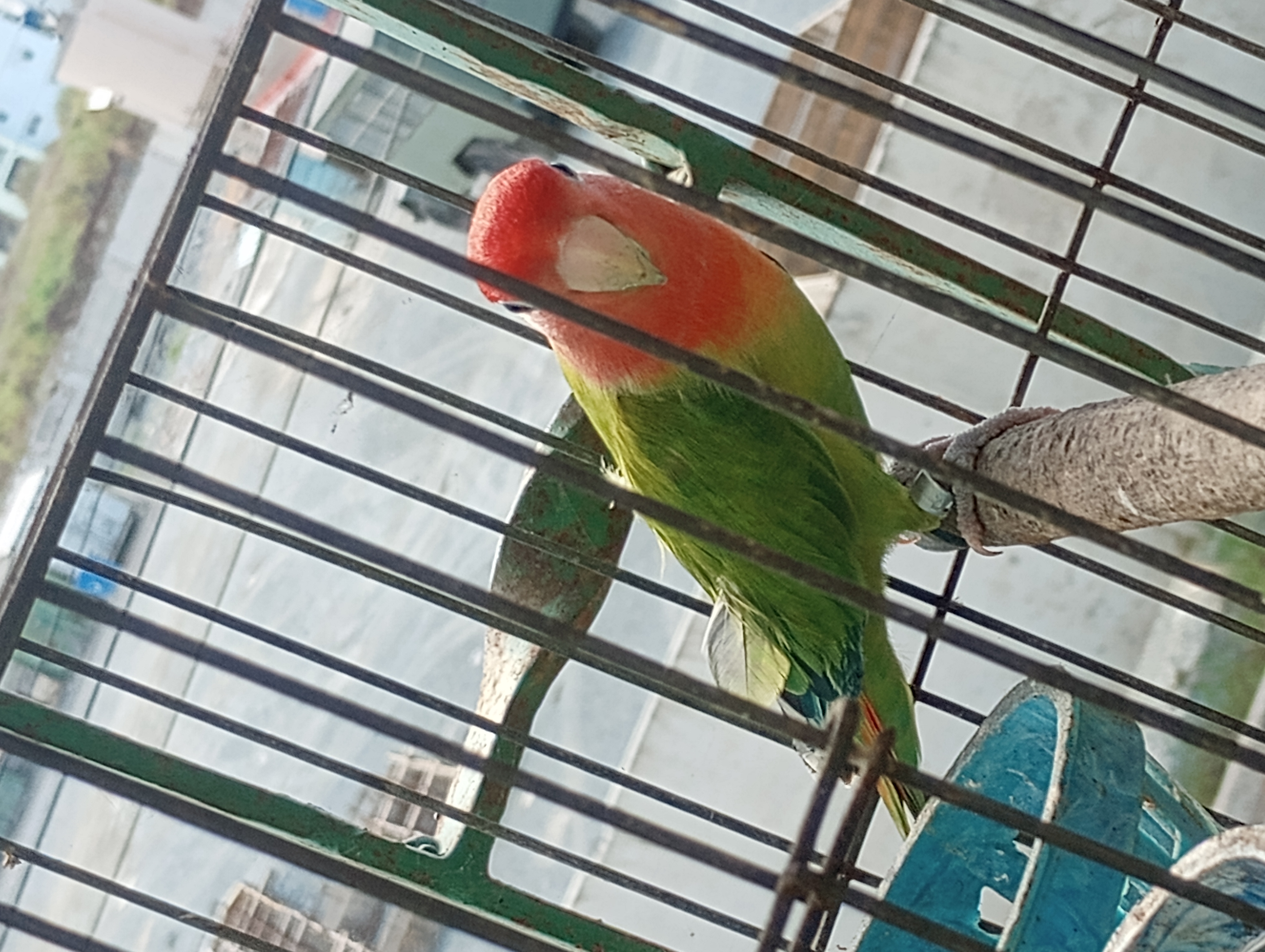Recent bird photo