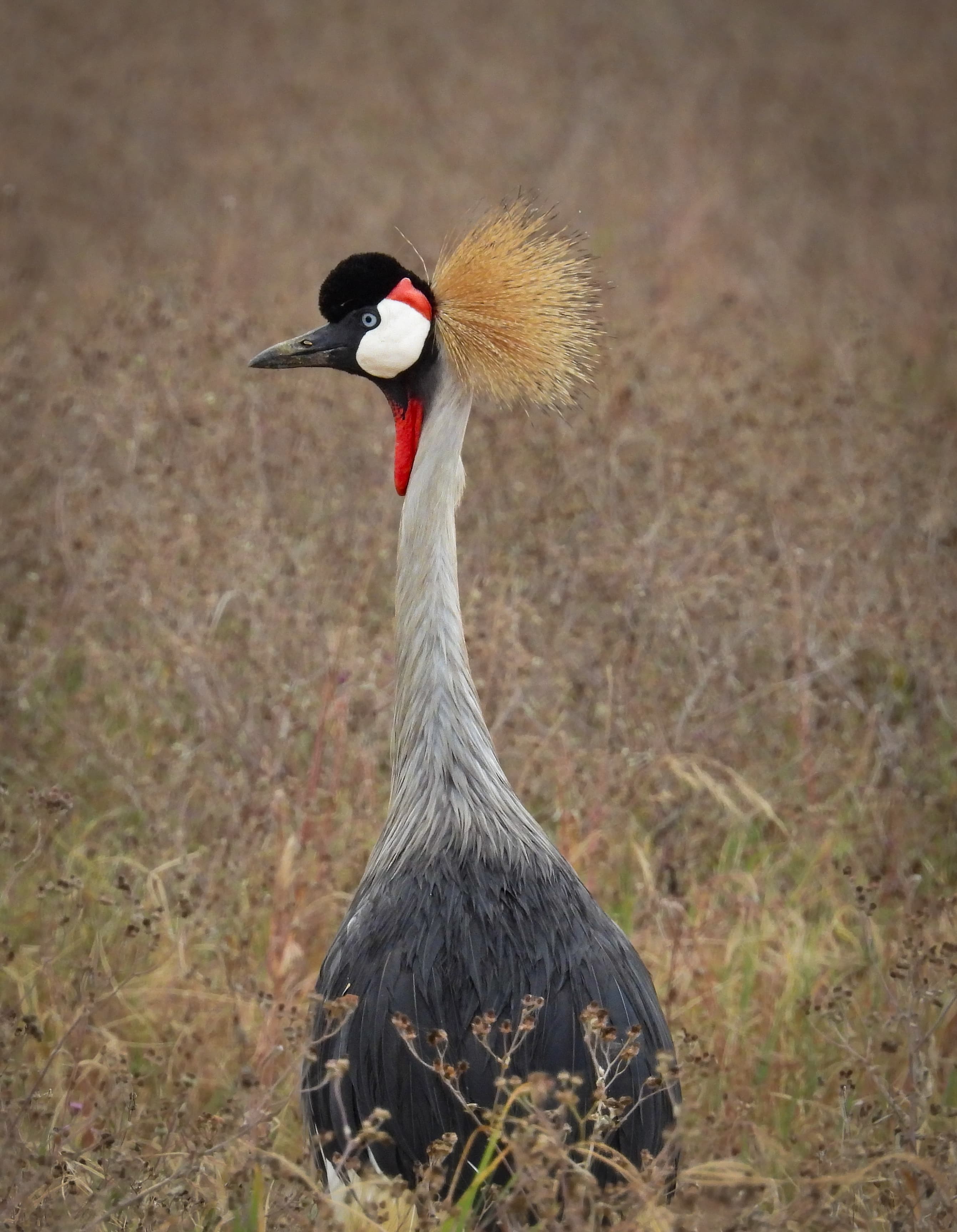 Grey Crowned Crane