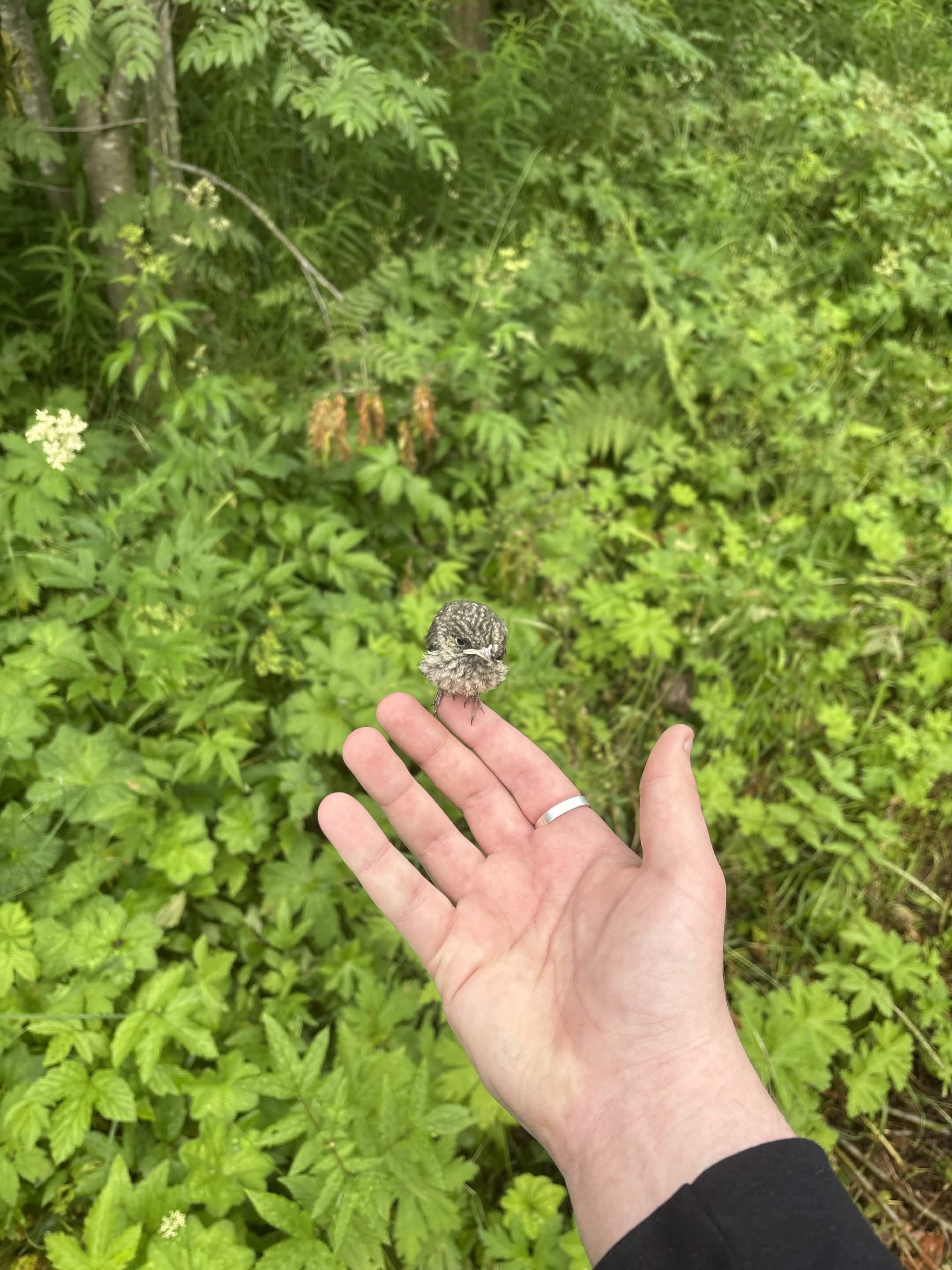 最近認識された鳥の写真