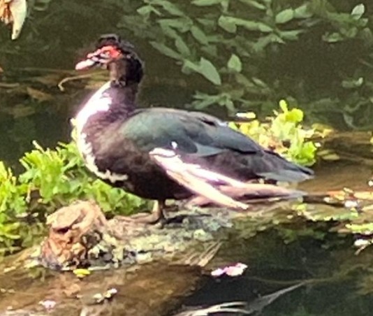 最近認識された鳥の写真