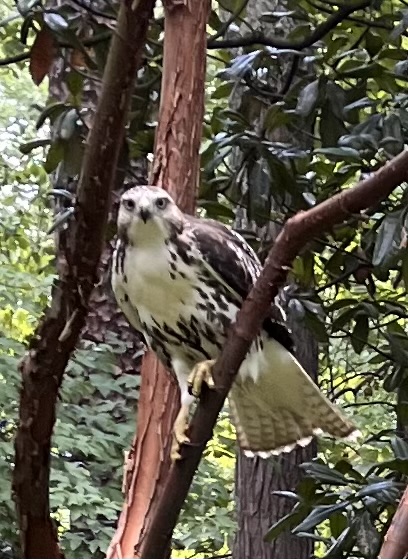 最近認識された鳥の写真