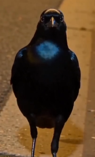 American Crow