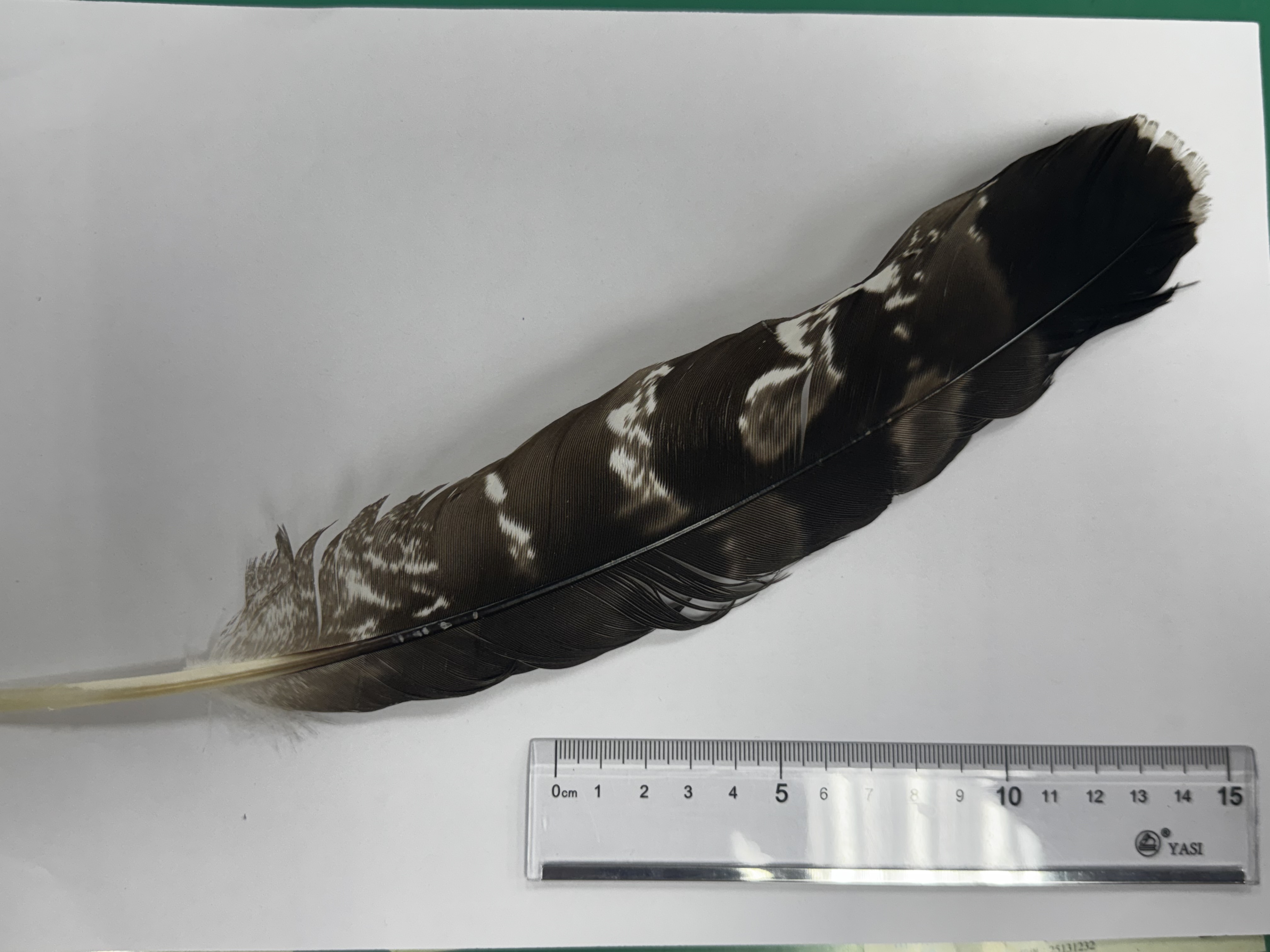 最近認識された鳥の写真