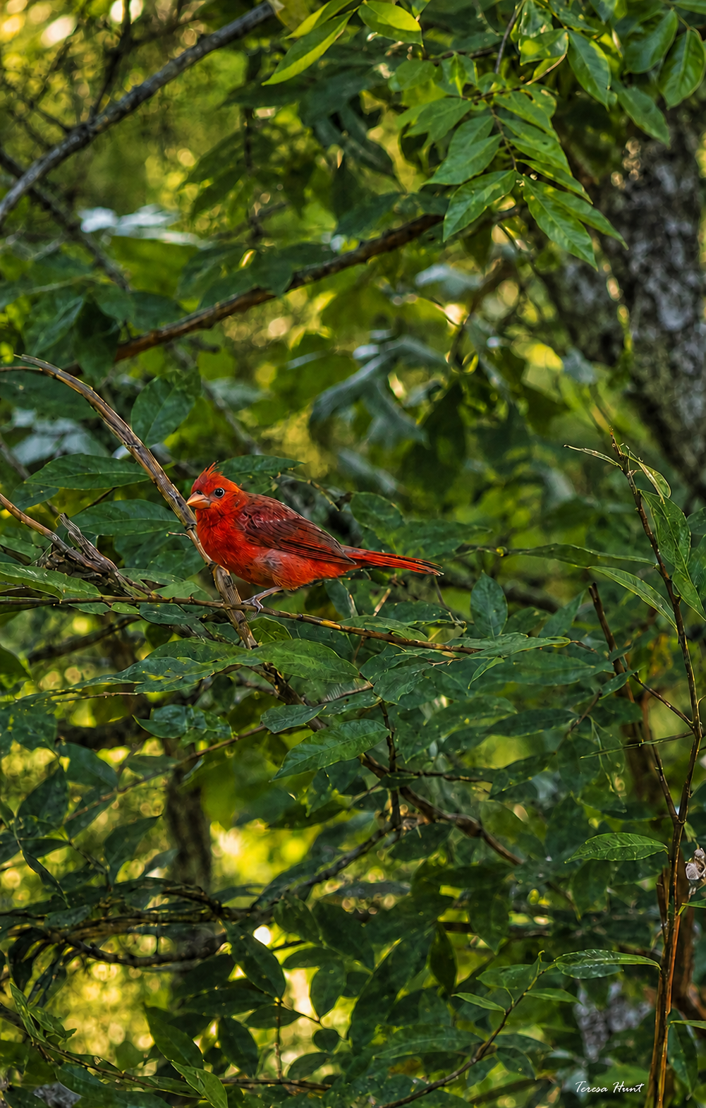 Recent bird photo