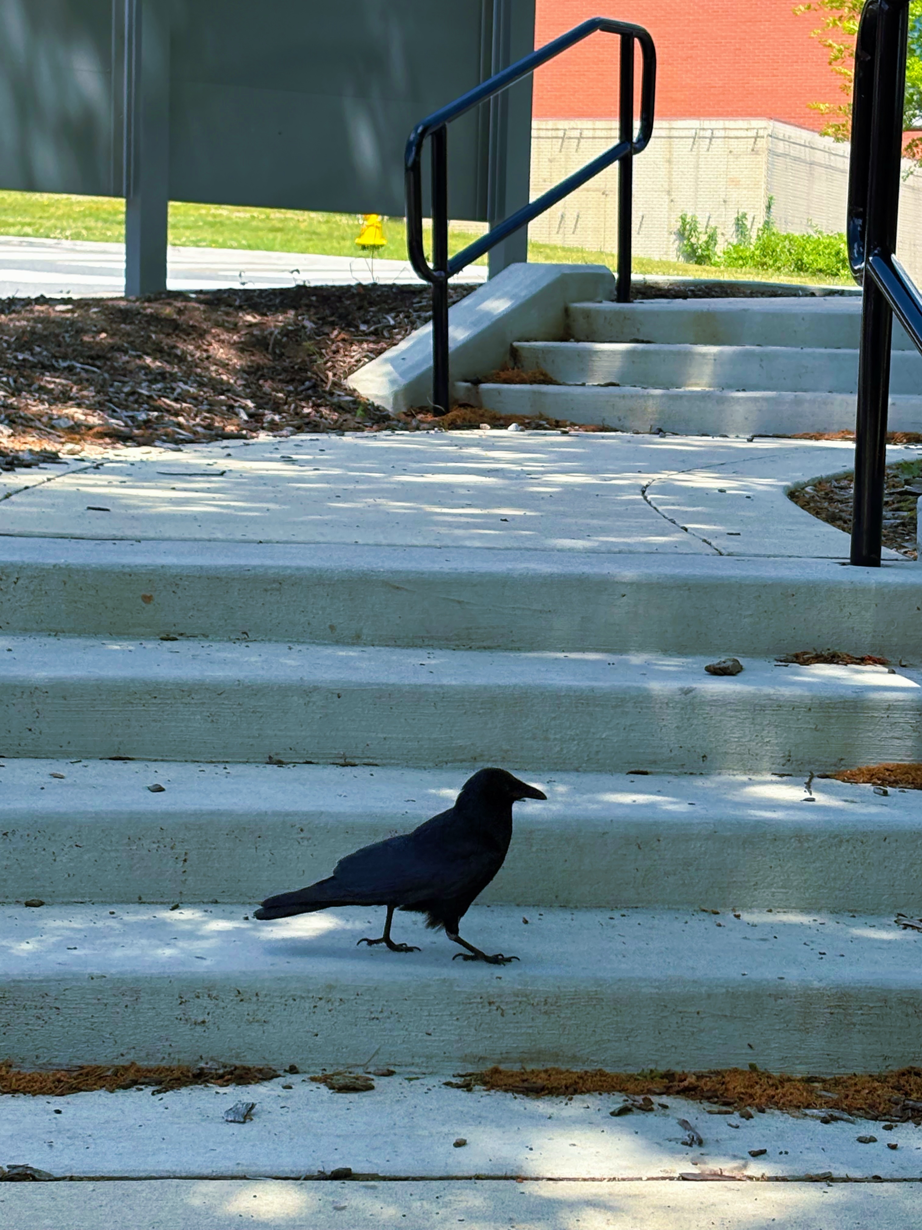 Recent bird photo