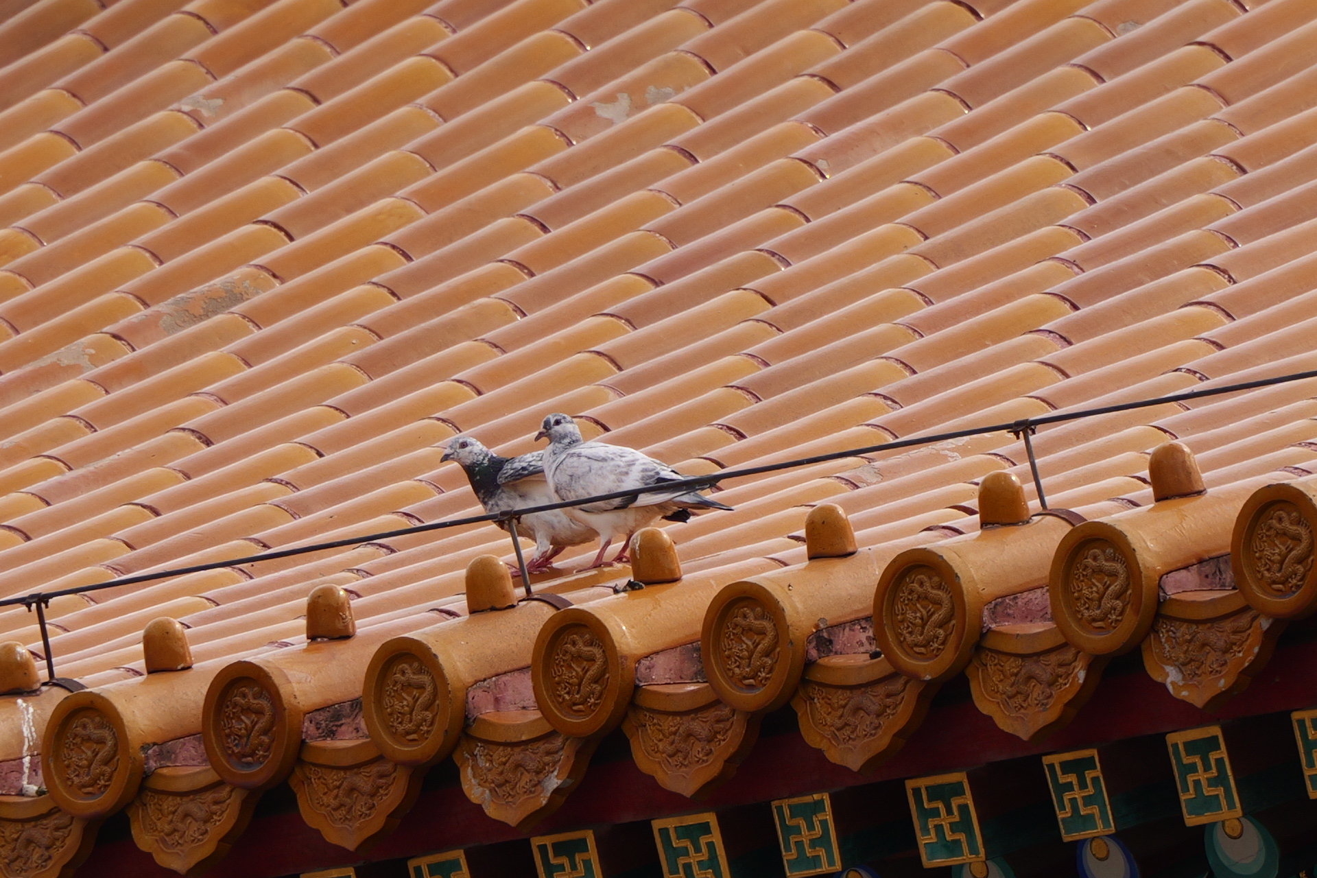 最近認識された鳥の写真