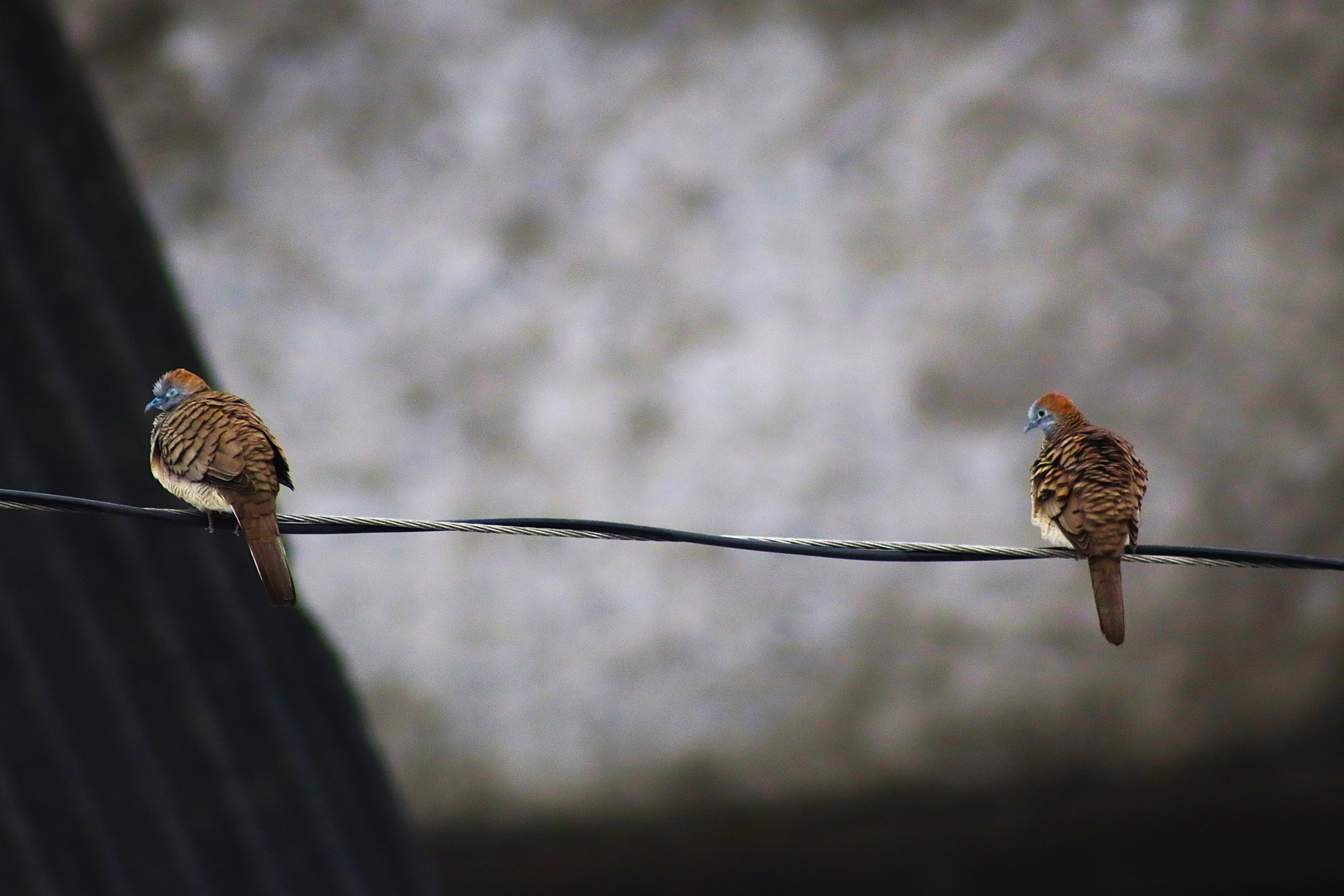 Spotted Dove