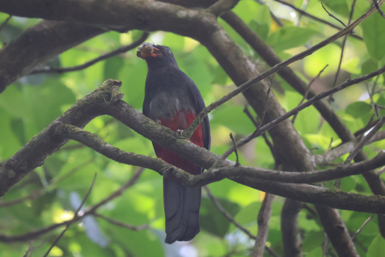 Recent bird photo
