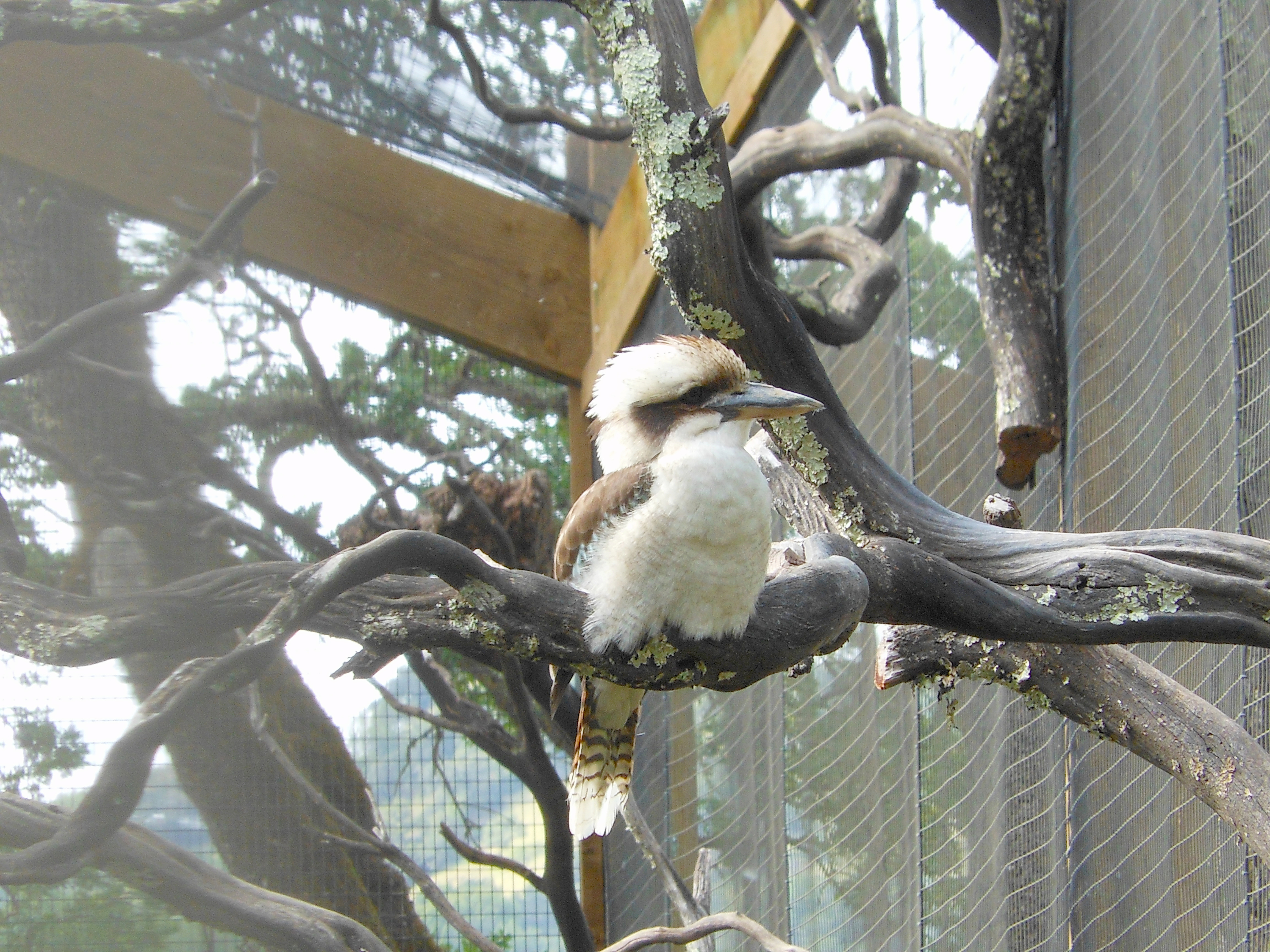 Laughing Kookaburra