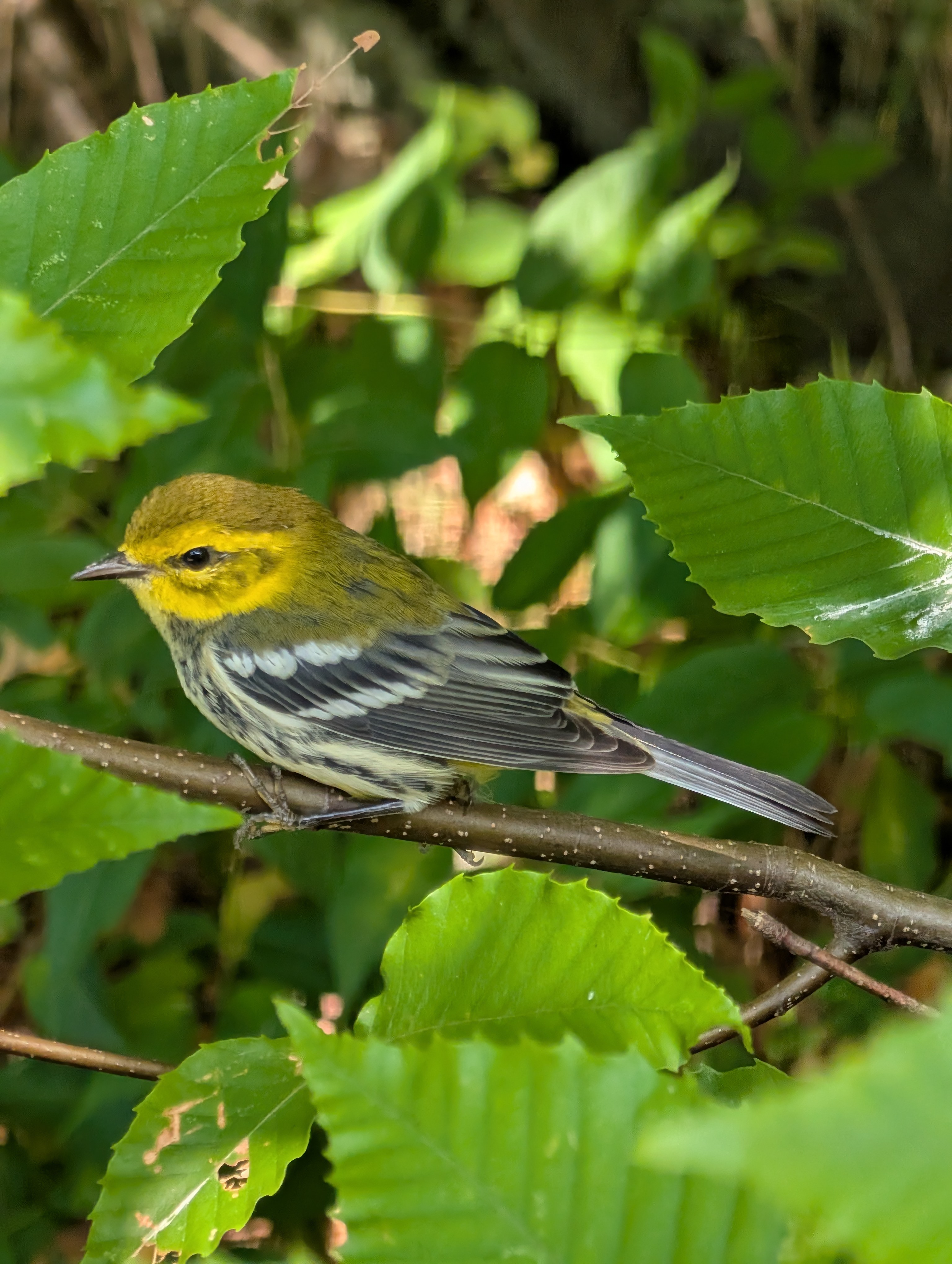 Recent bird photo