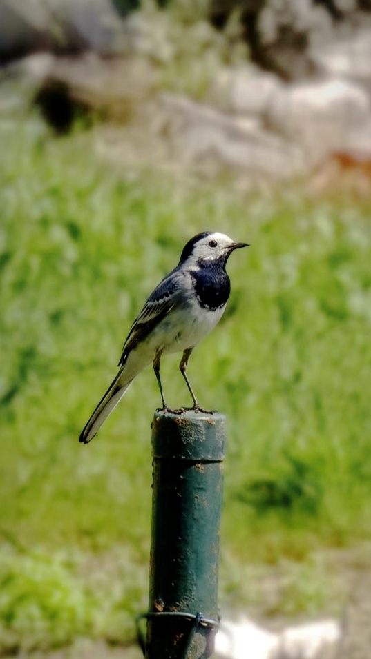 Recent bird photo