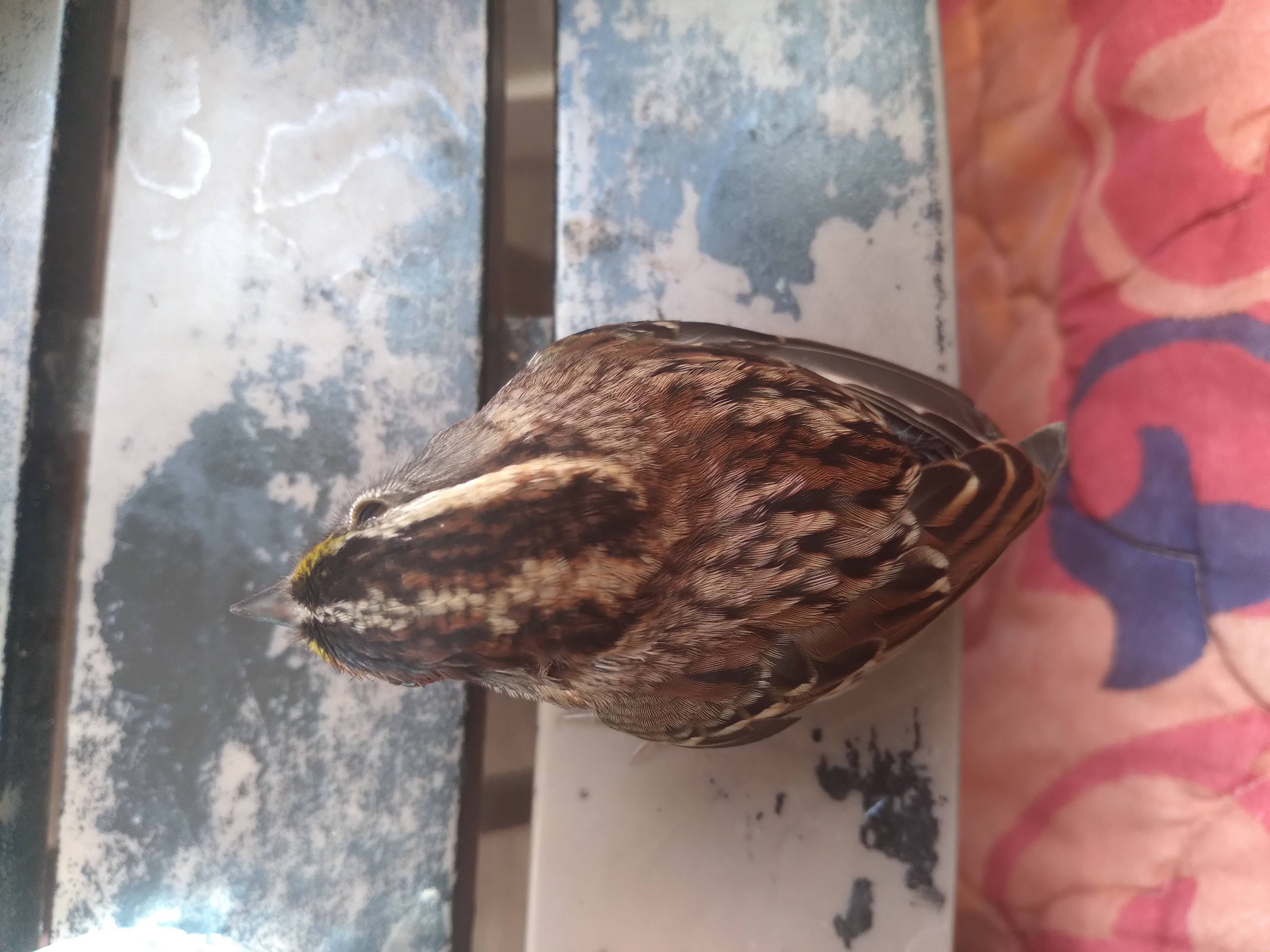 最近辨識的鳥類圖片