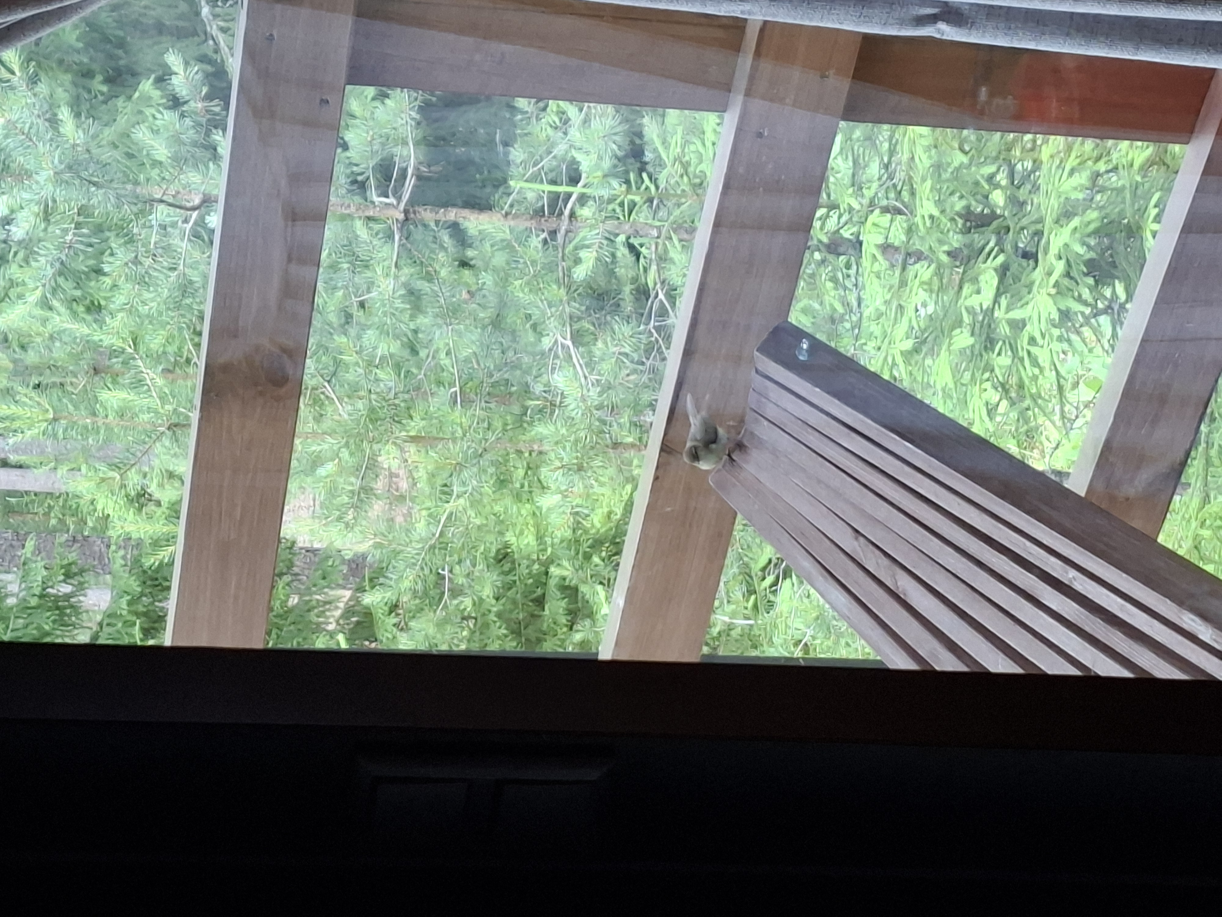 最近認識された鳥の写真