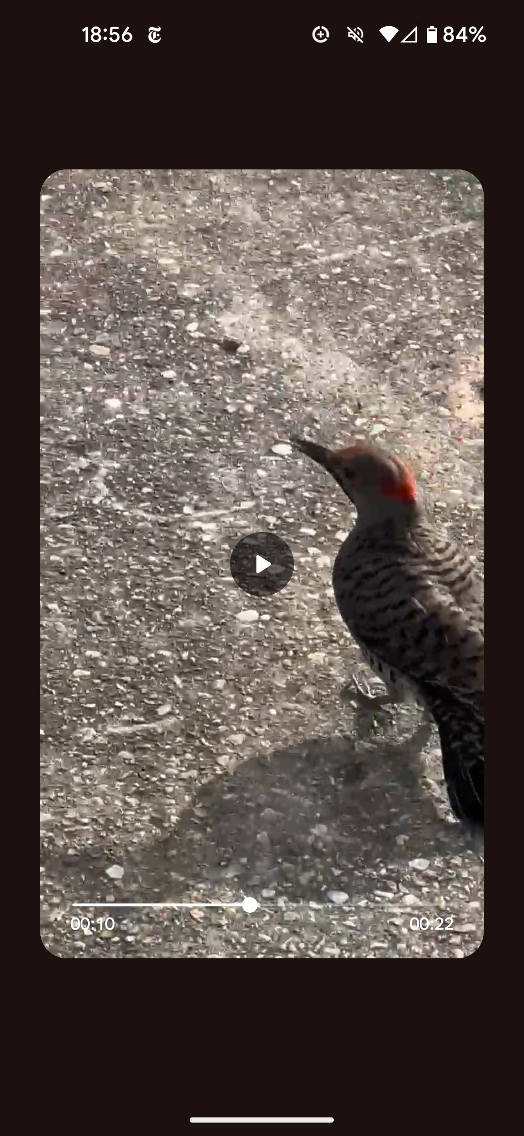 Recent bird photo