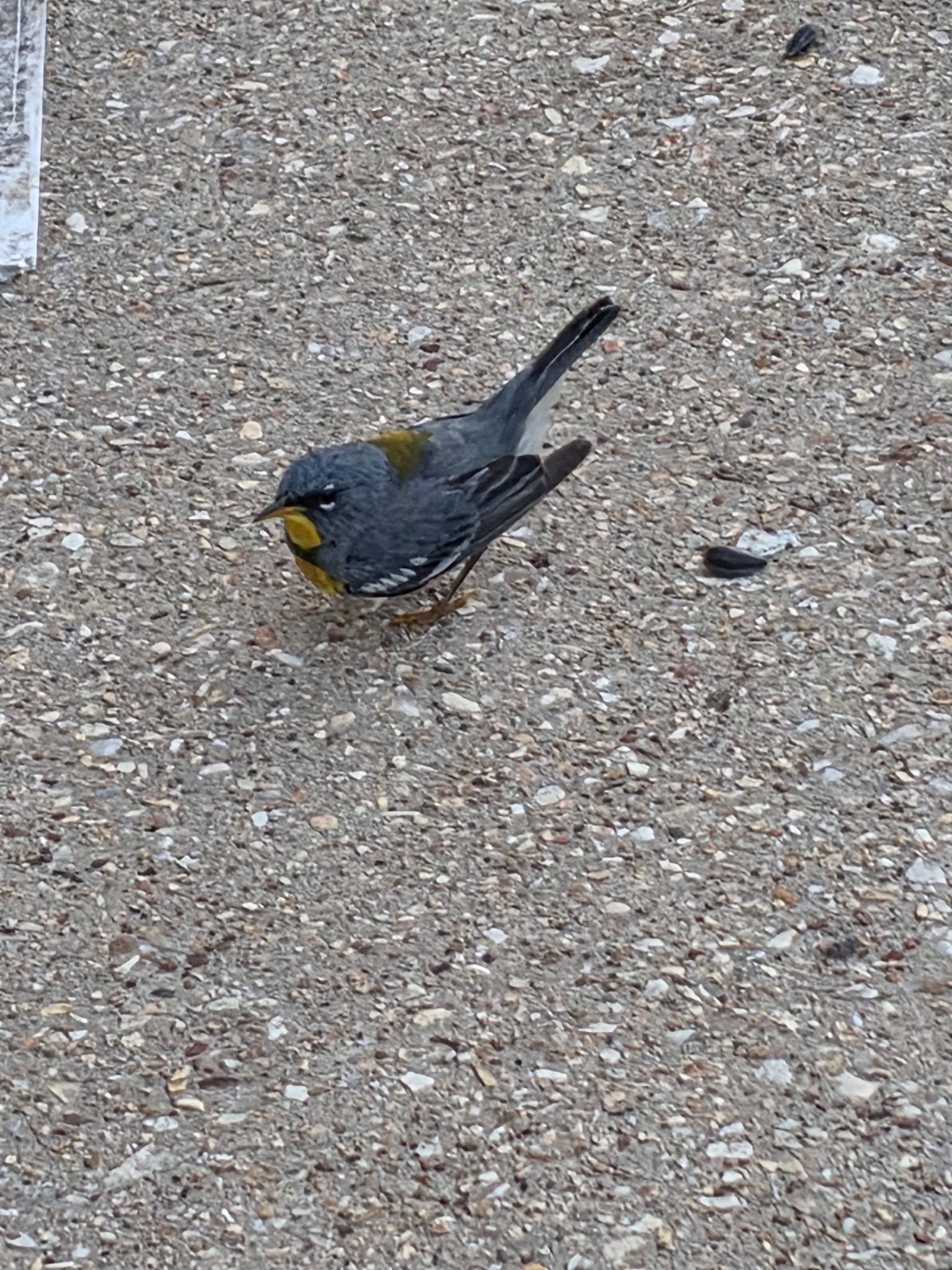 Recent bird photo