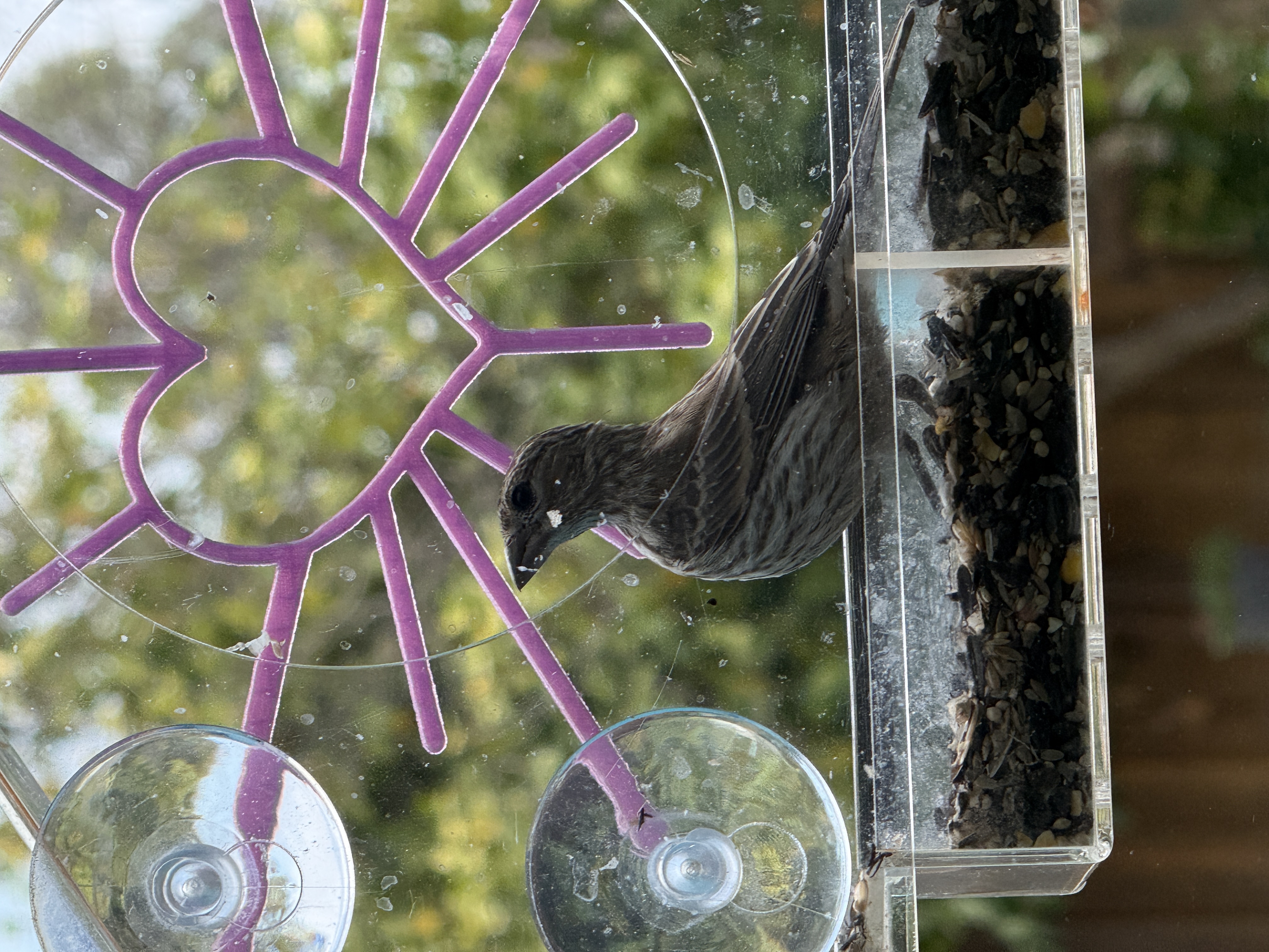 最近認識された鳥の写真