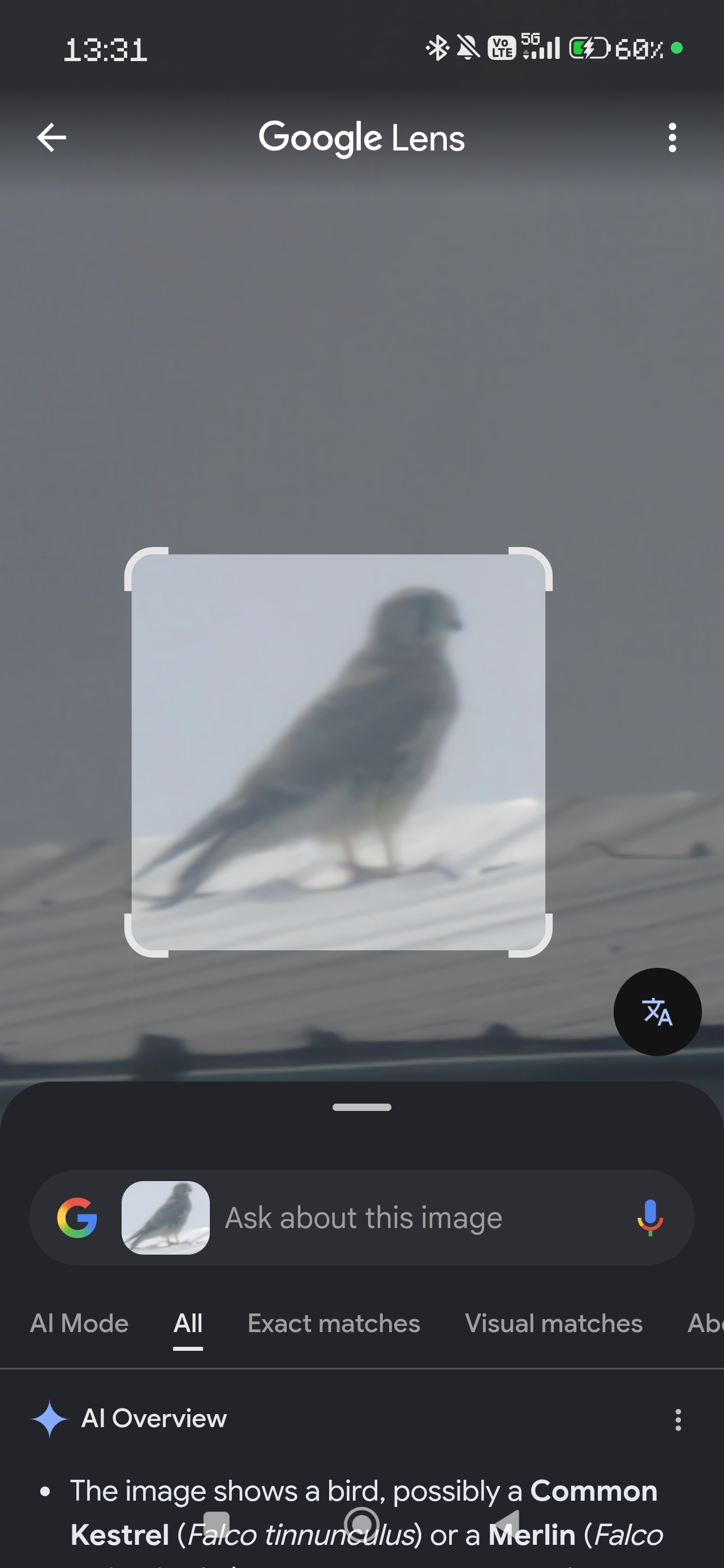 最近認識された鳥の写真