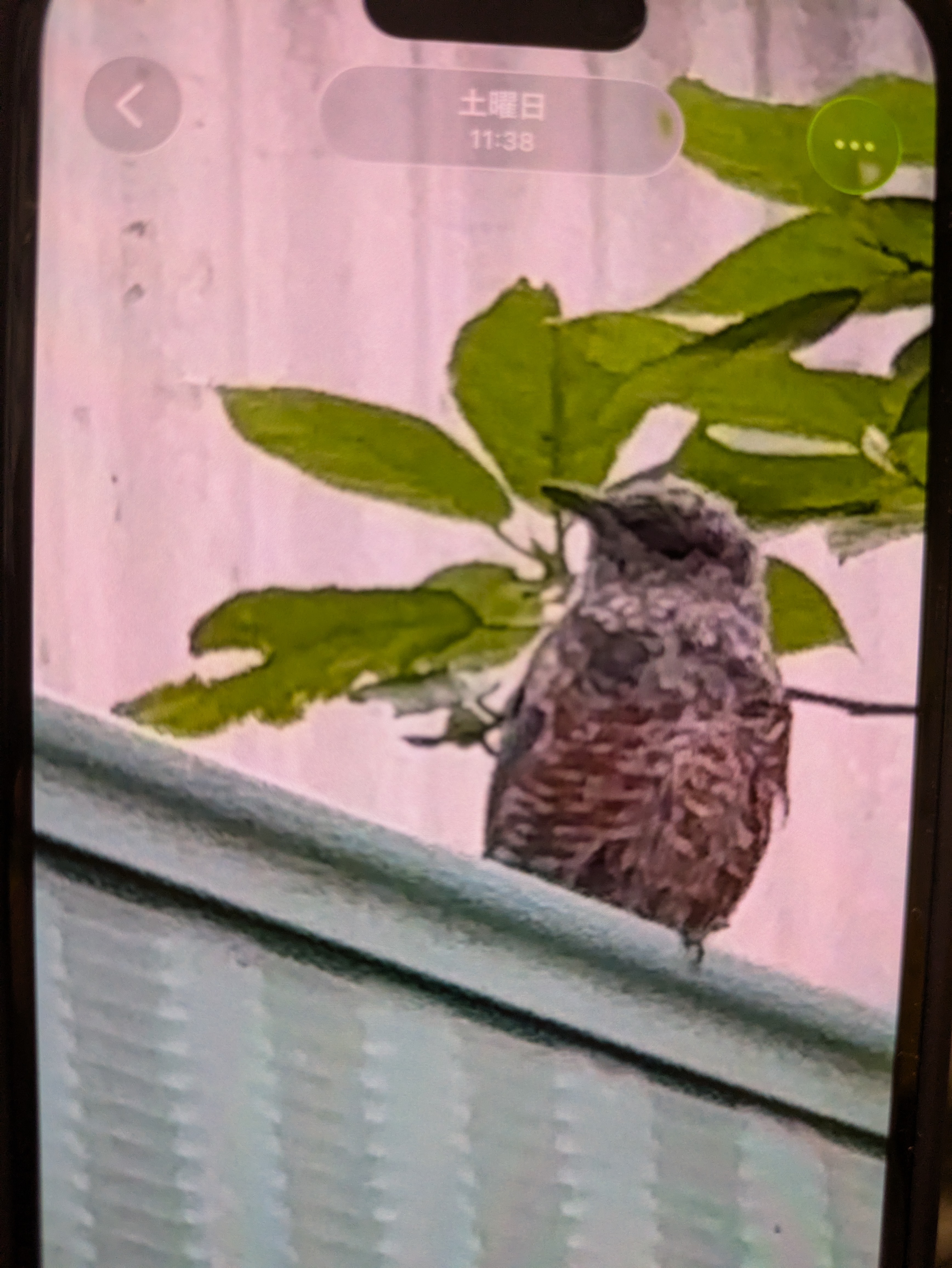 最近認識された鳥の写真