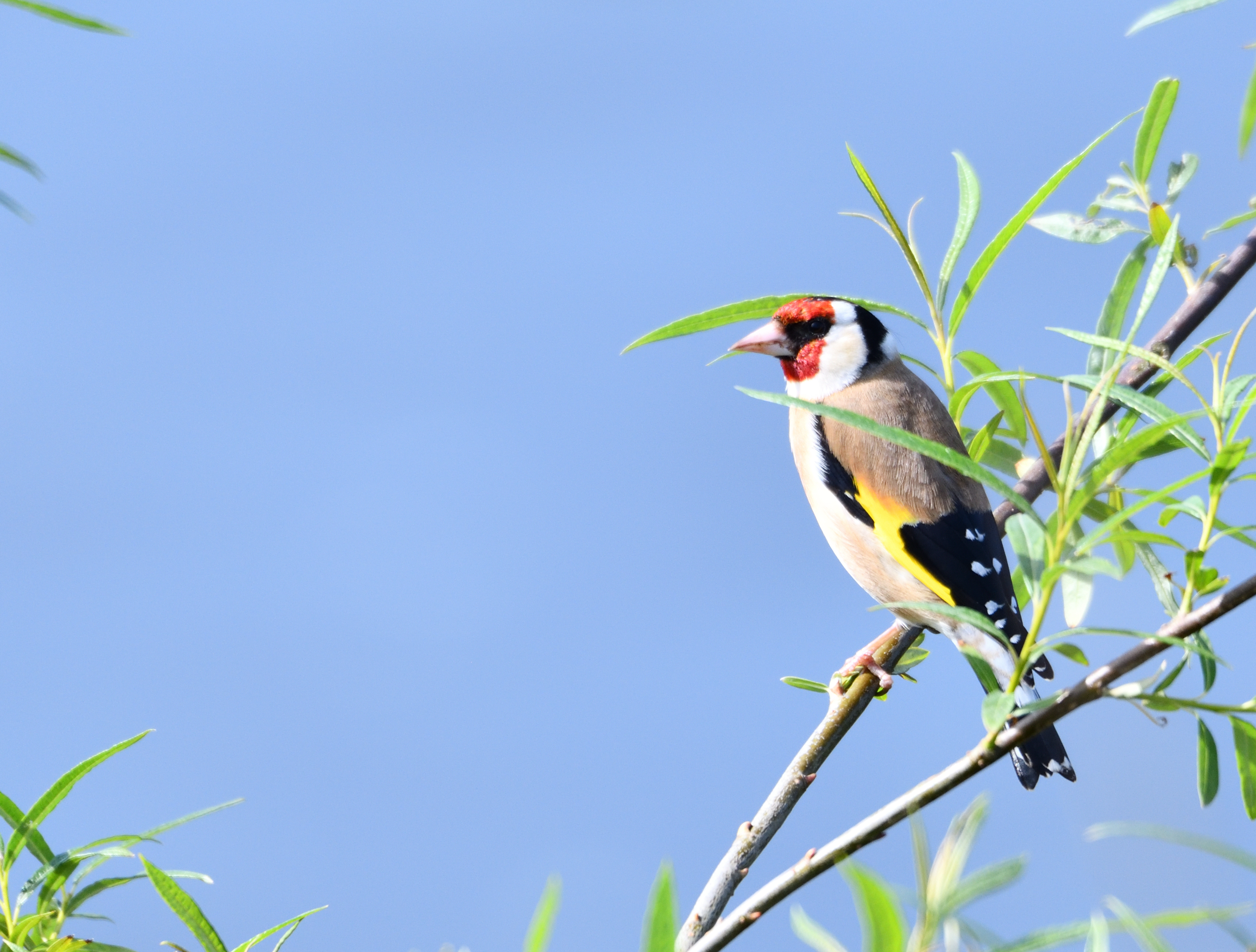 Recent bird photo