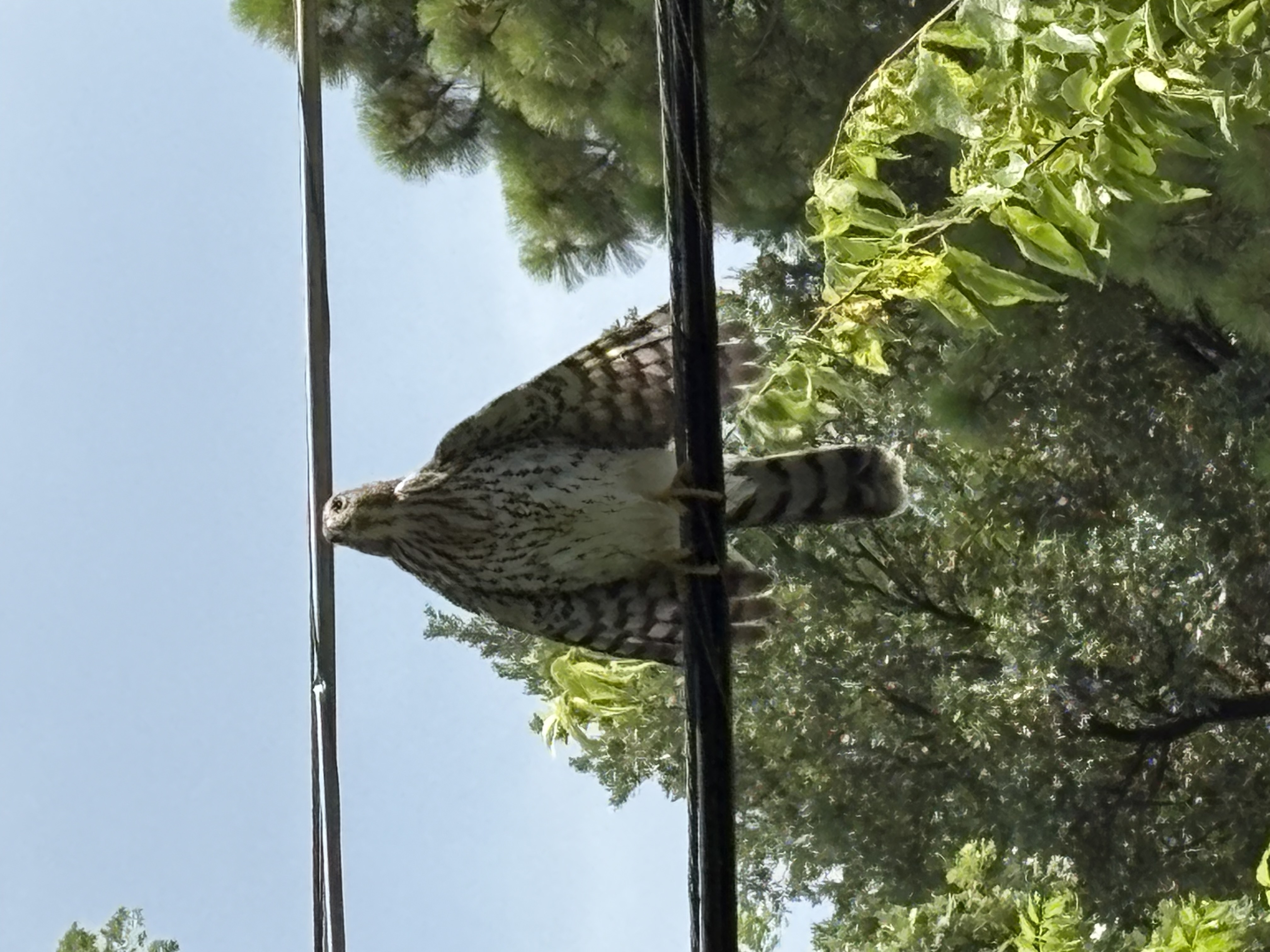 最近認識された鳥の写真