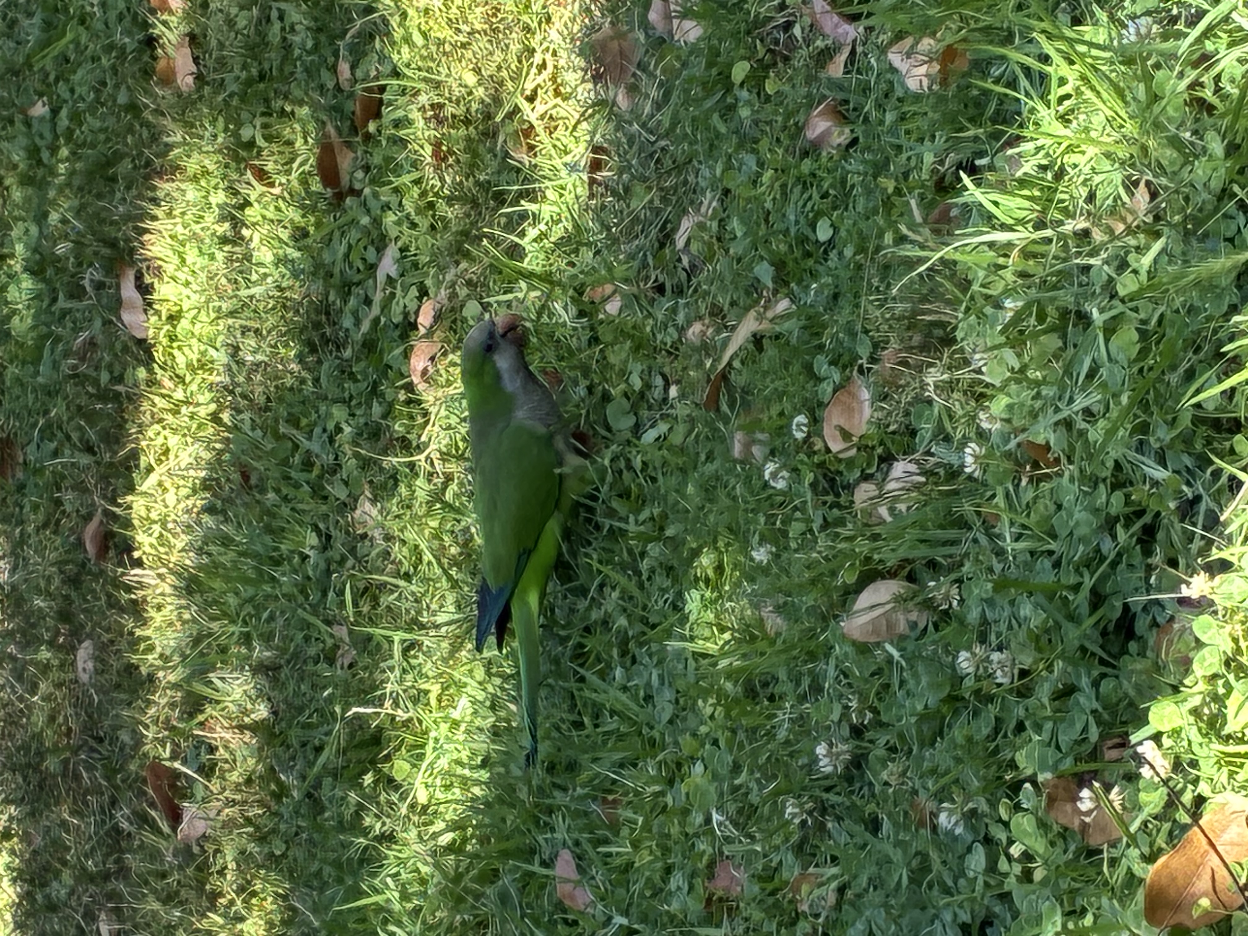 最近辨識的鳥類圖片