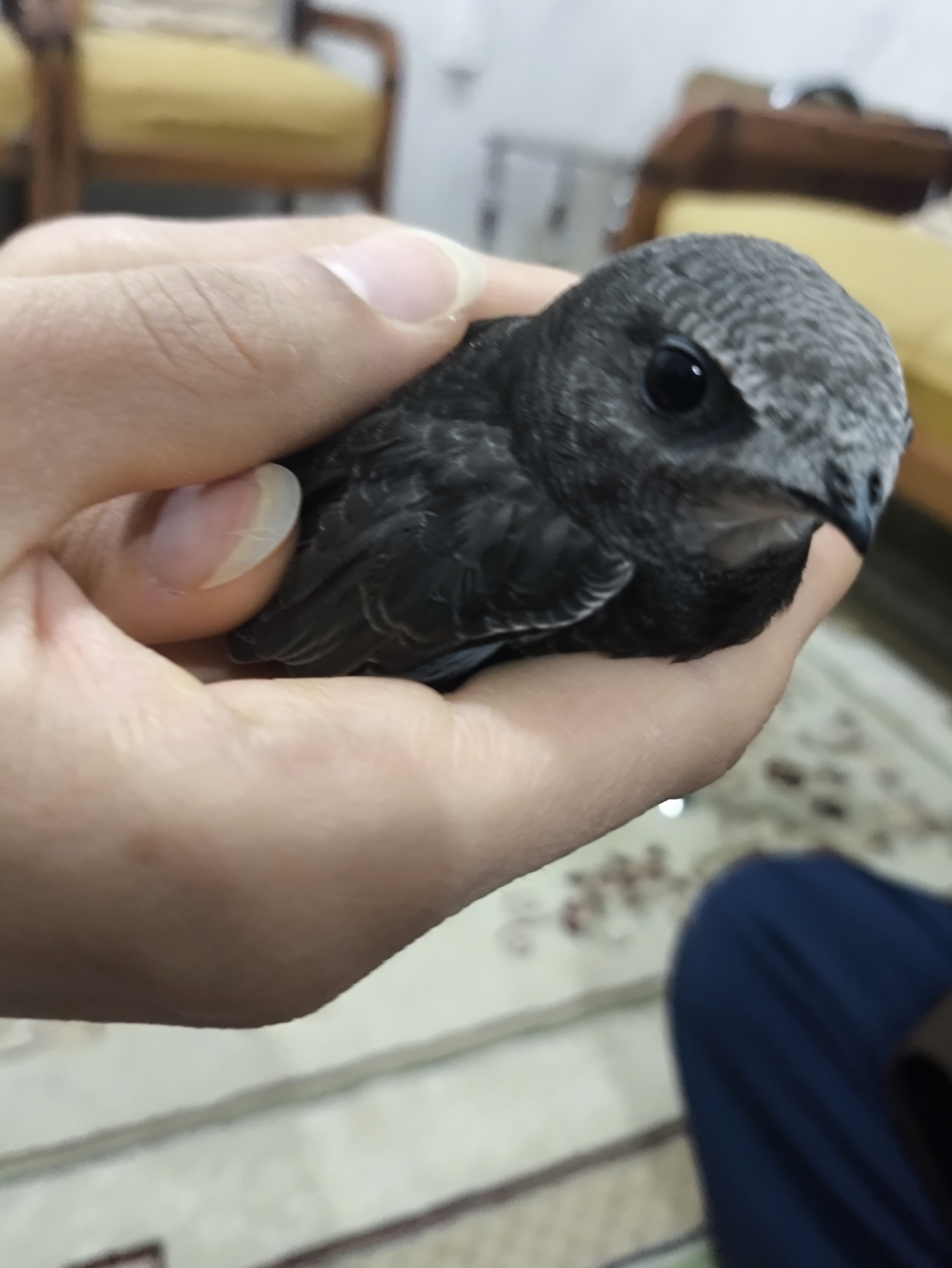 最近認識された鳥の写真