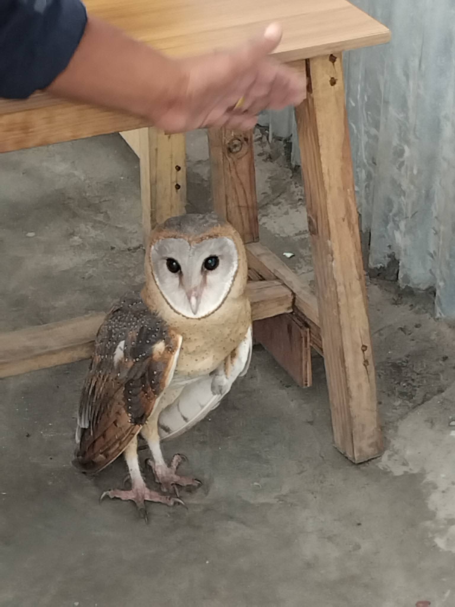 最近認識された鳥の写真
