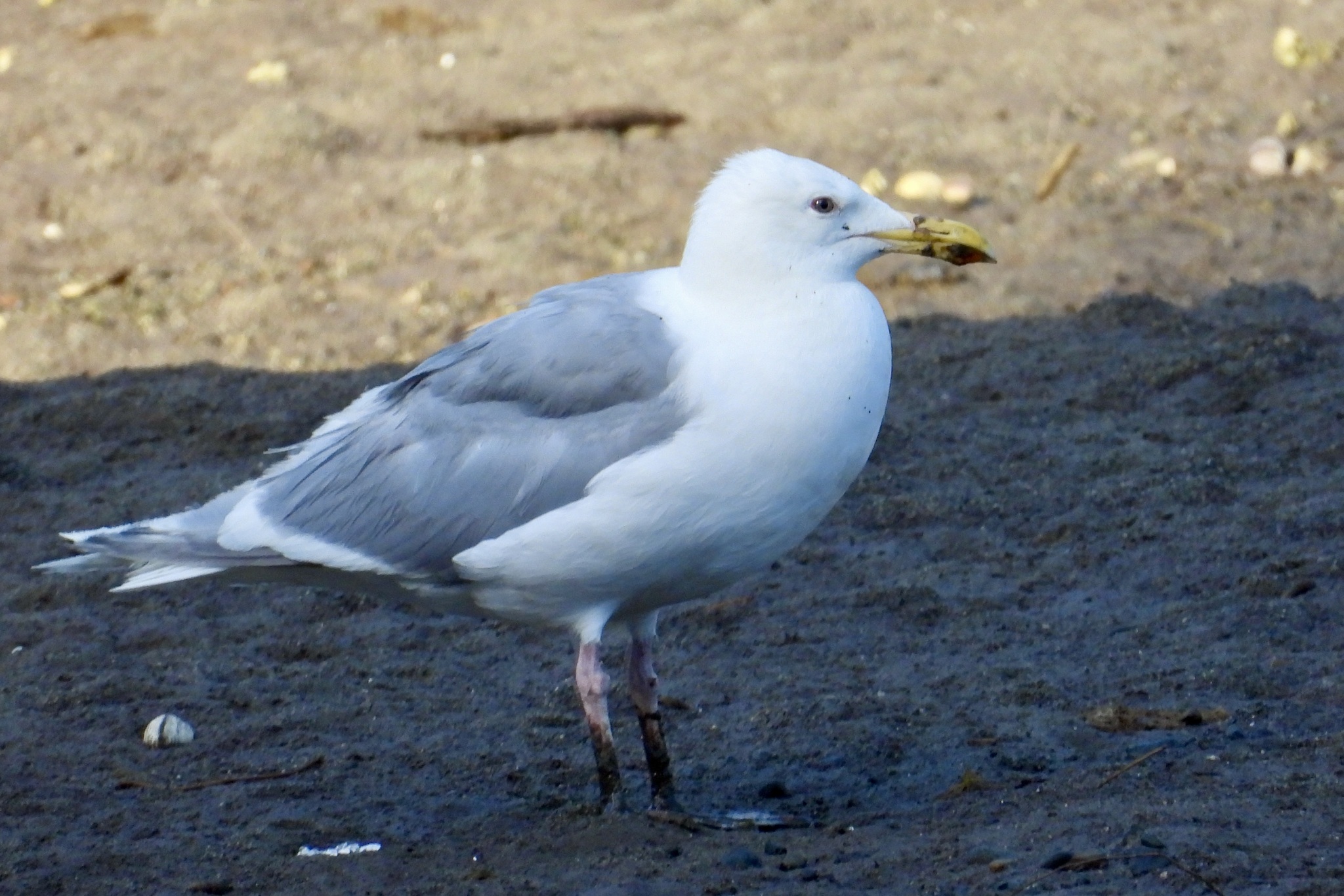 Recent bird photo