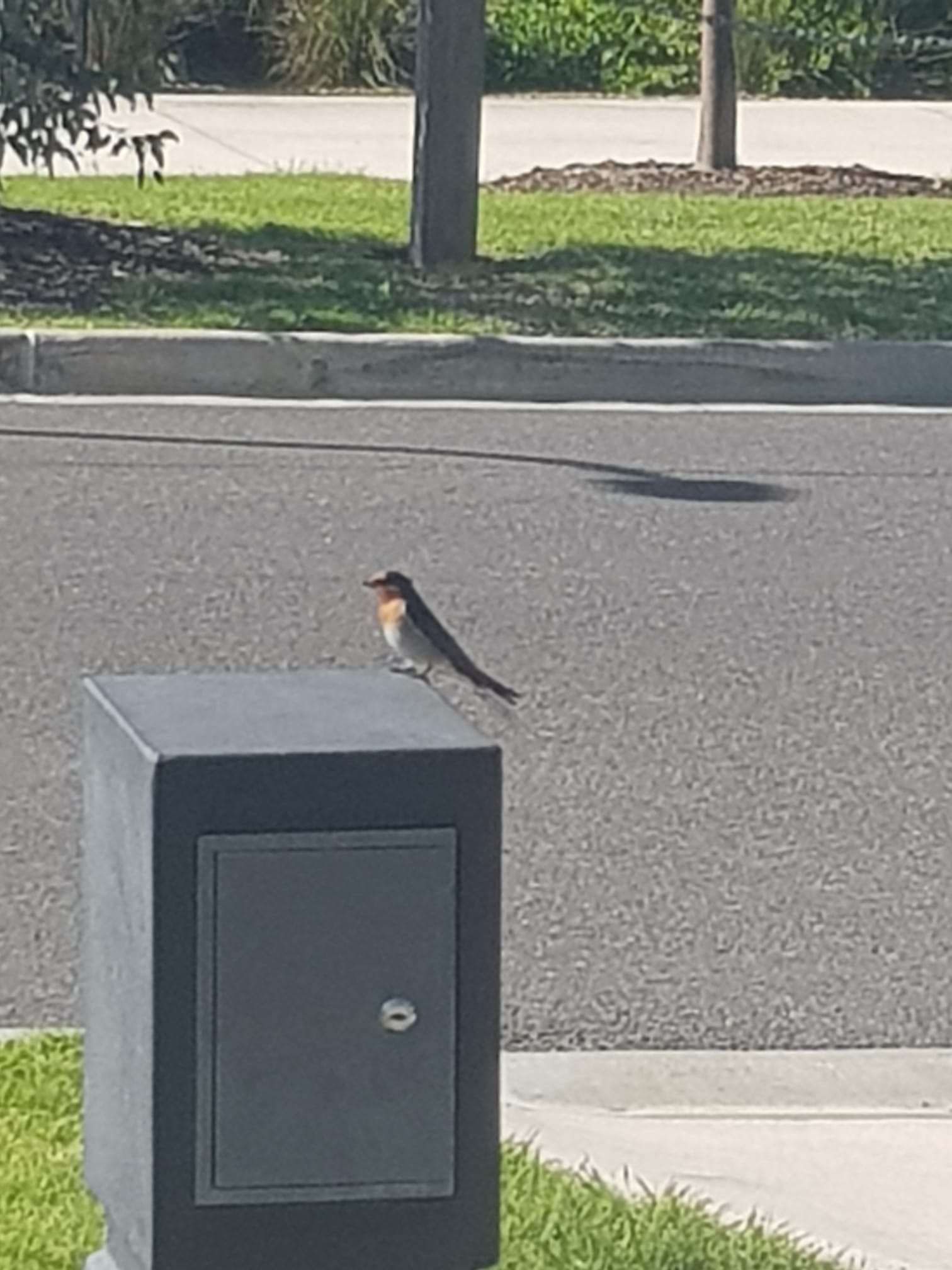 Recent bird photo