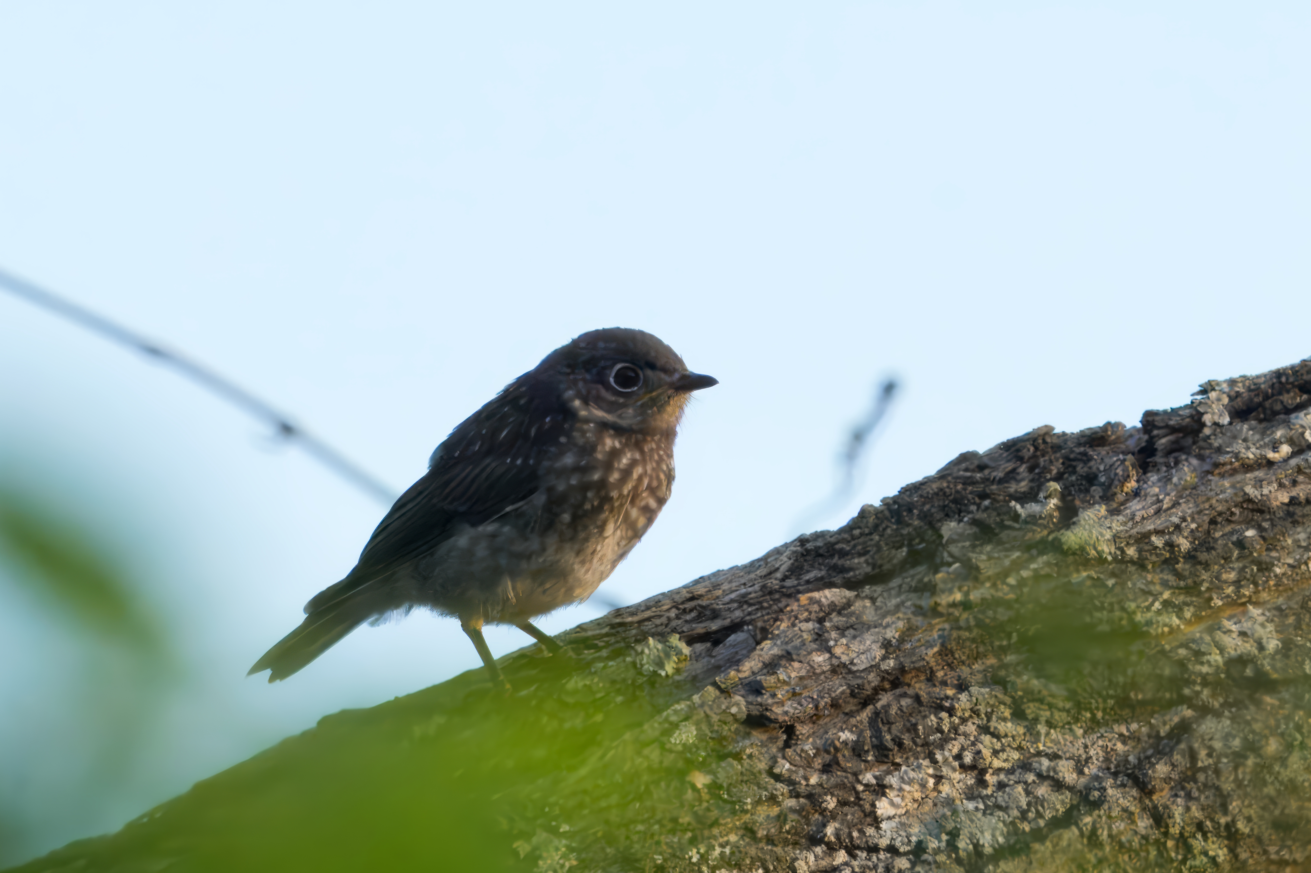 最近認識された鳥の写真
