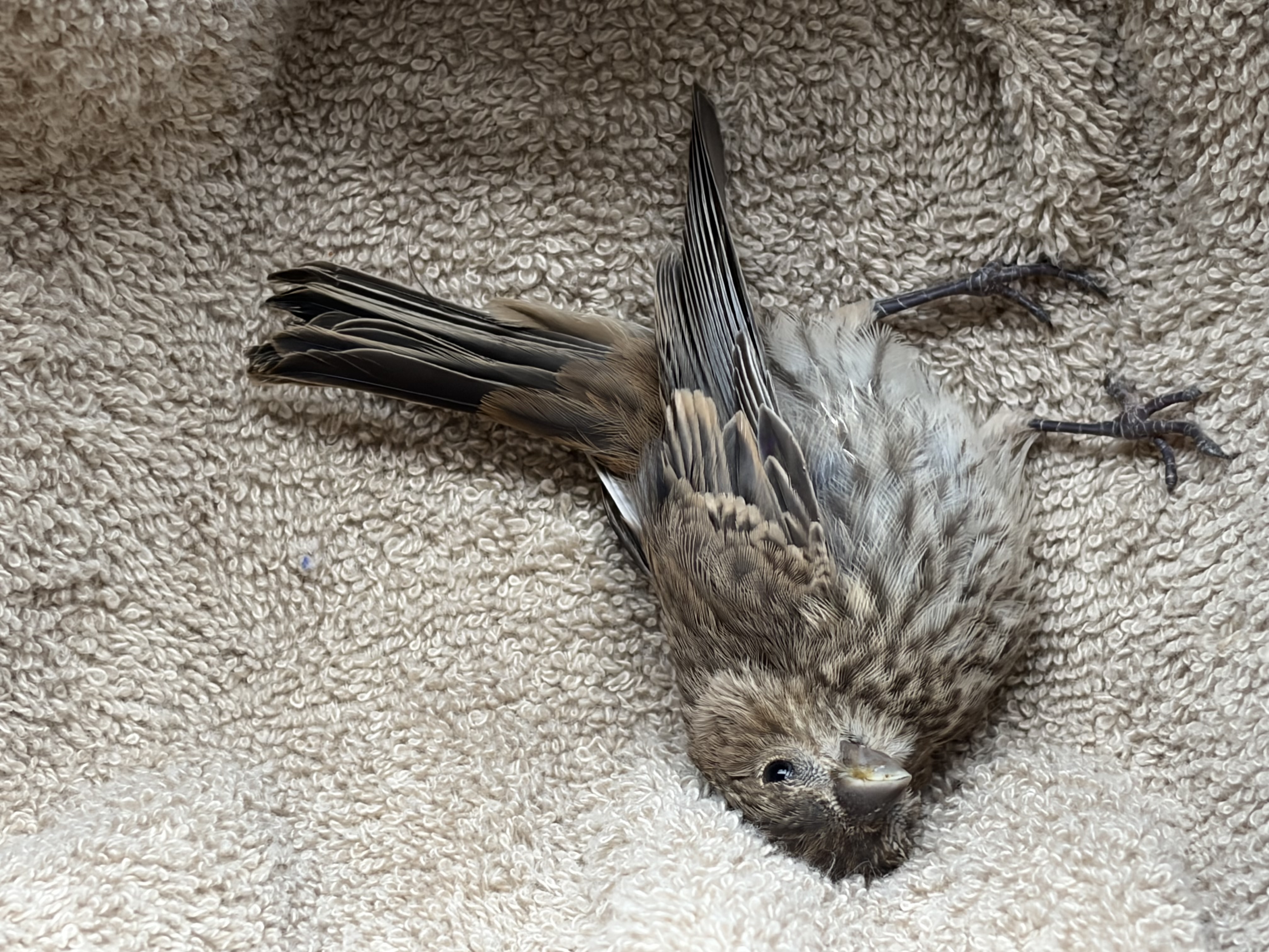 最近認識された鳥の写真